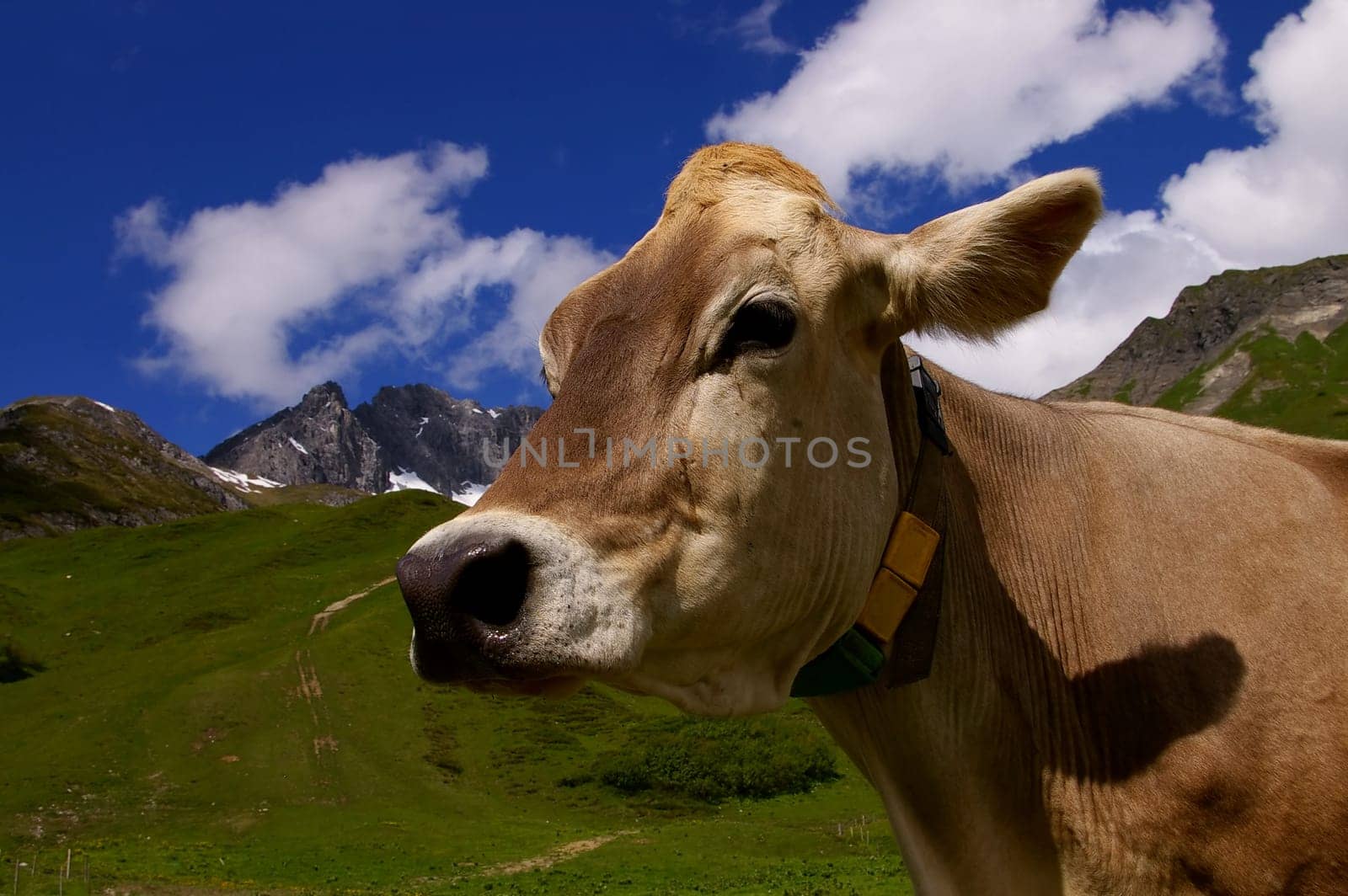 Cow