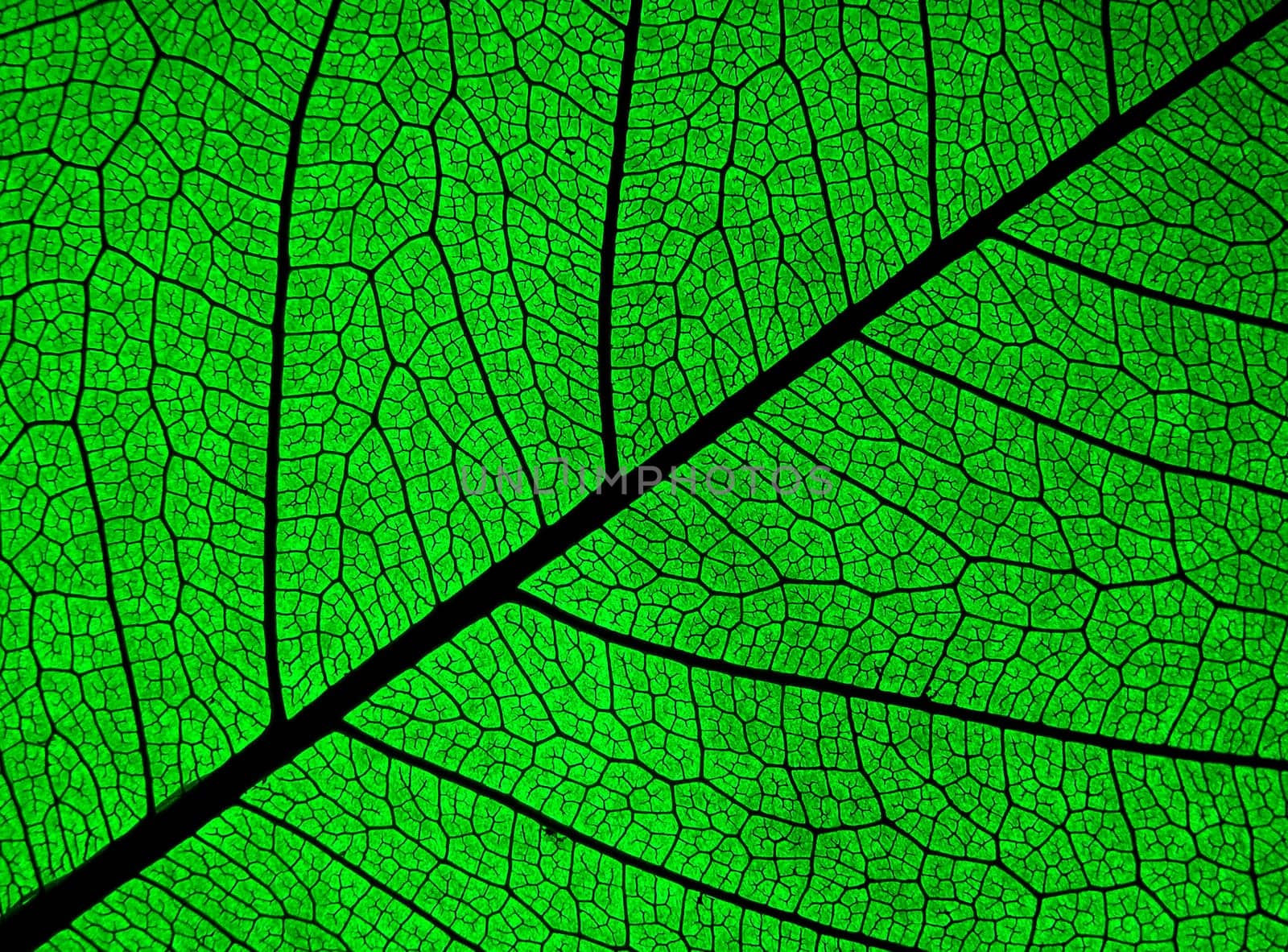 Leaf,Detail