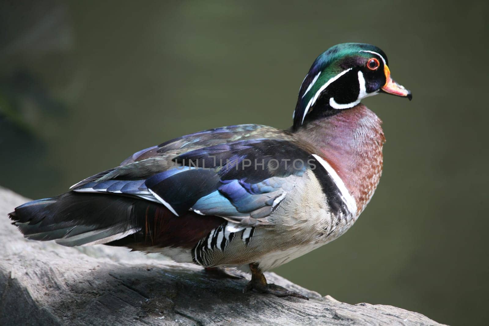 Wood duck