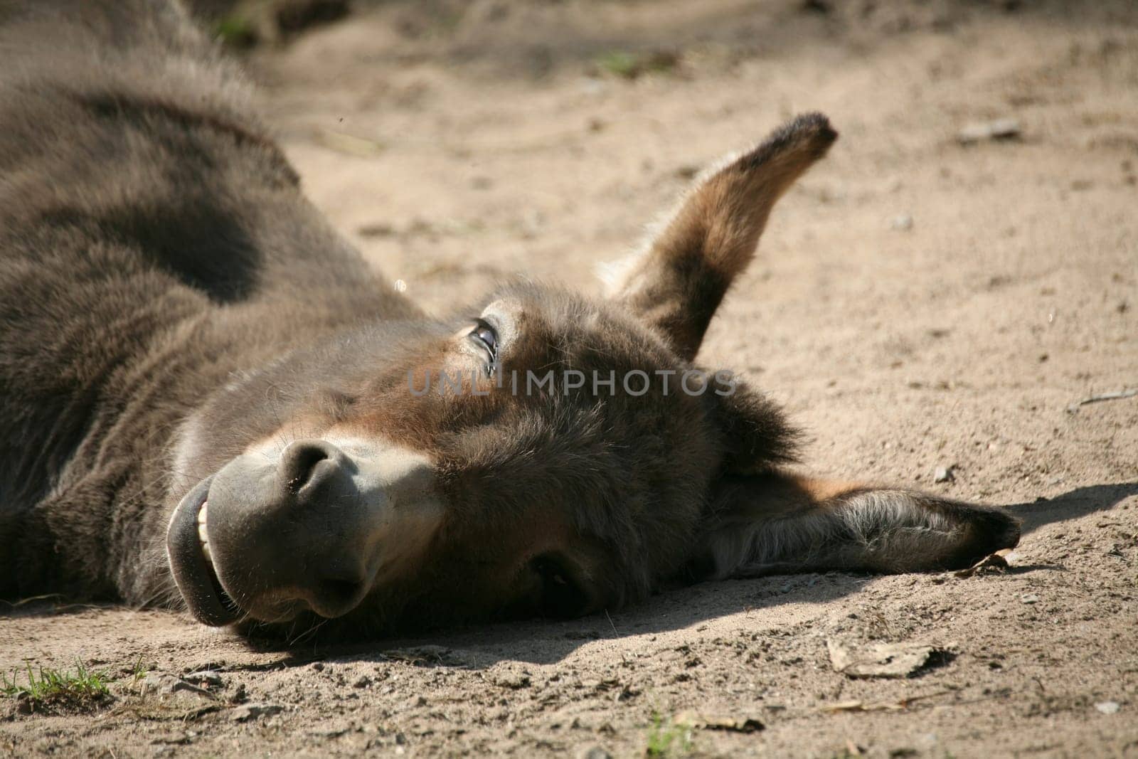 Equus asinus asinus