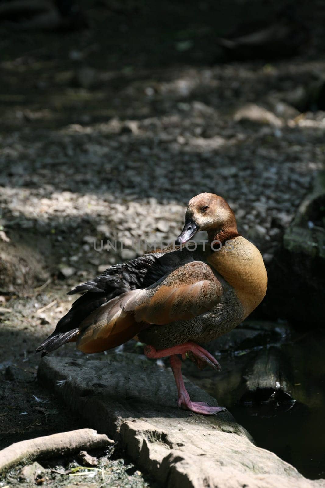 Grey-headed Kasarka