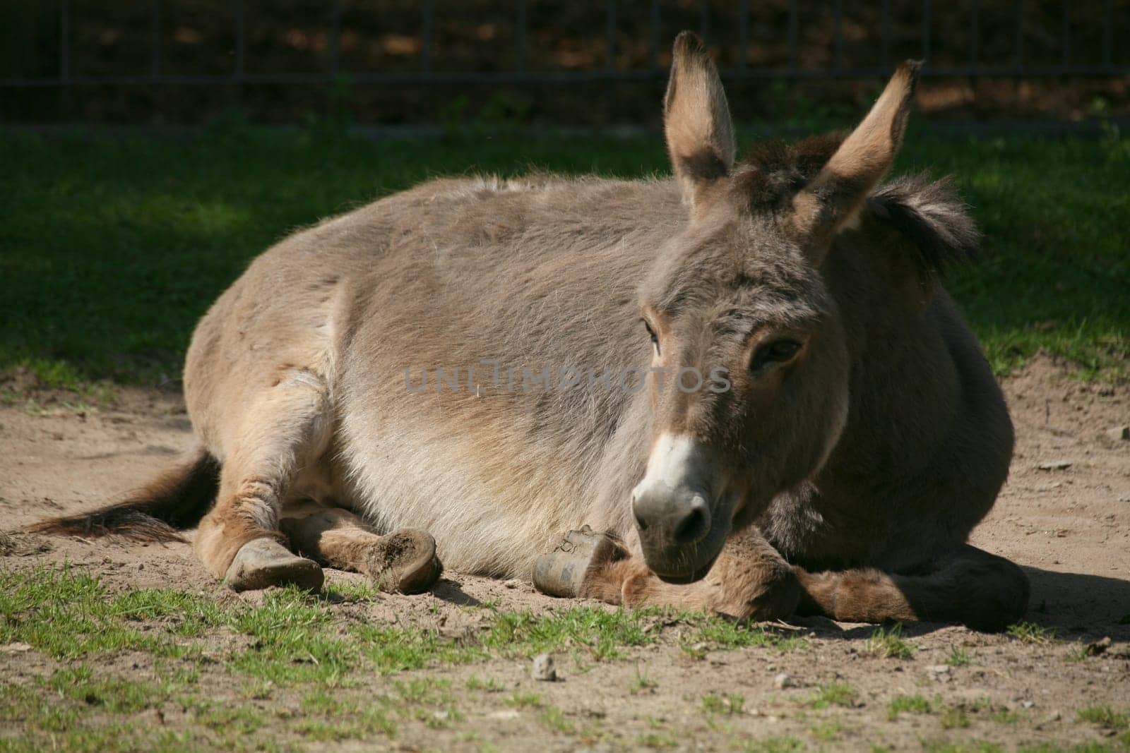 Donkey