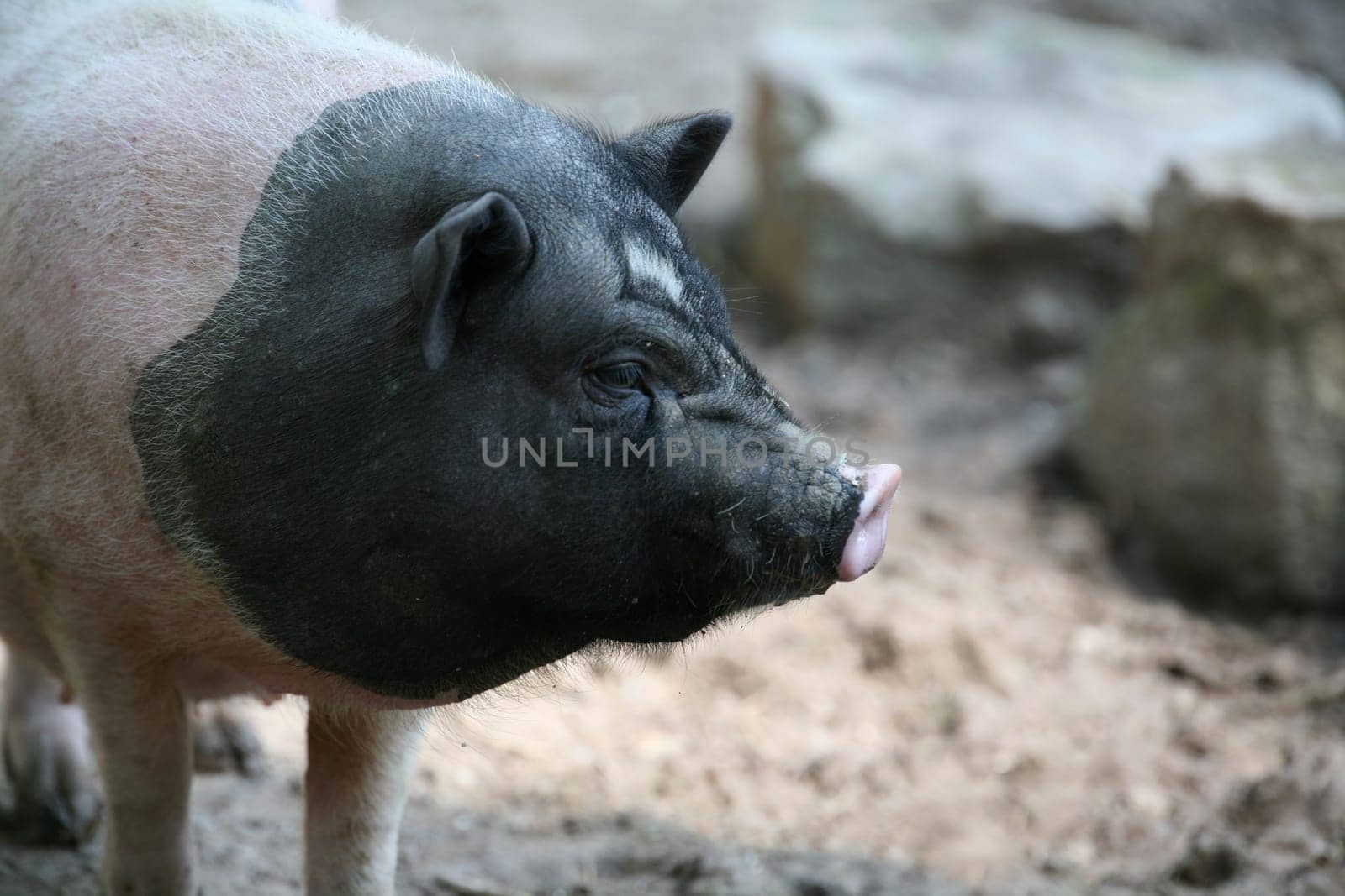 Pig portrait