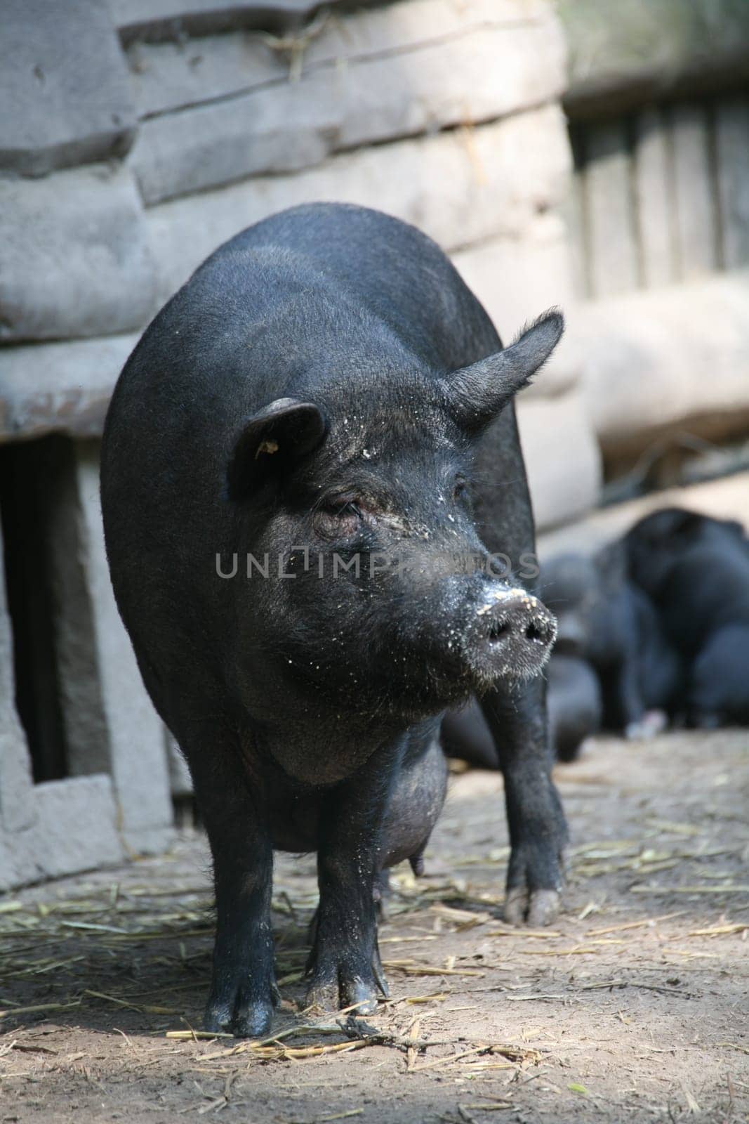 Pot-bellied pig
