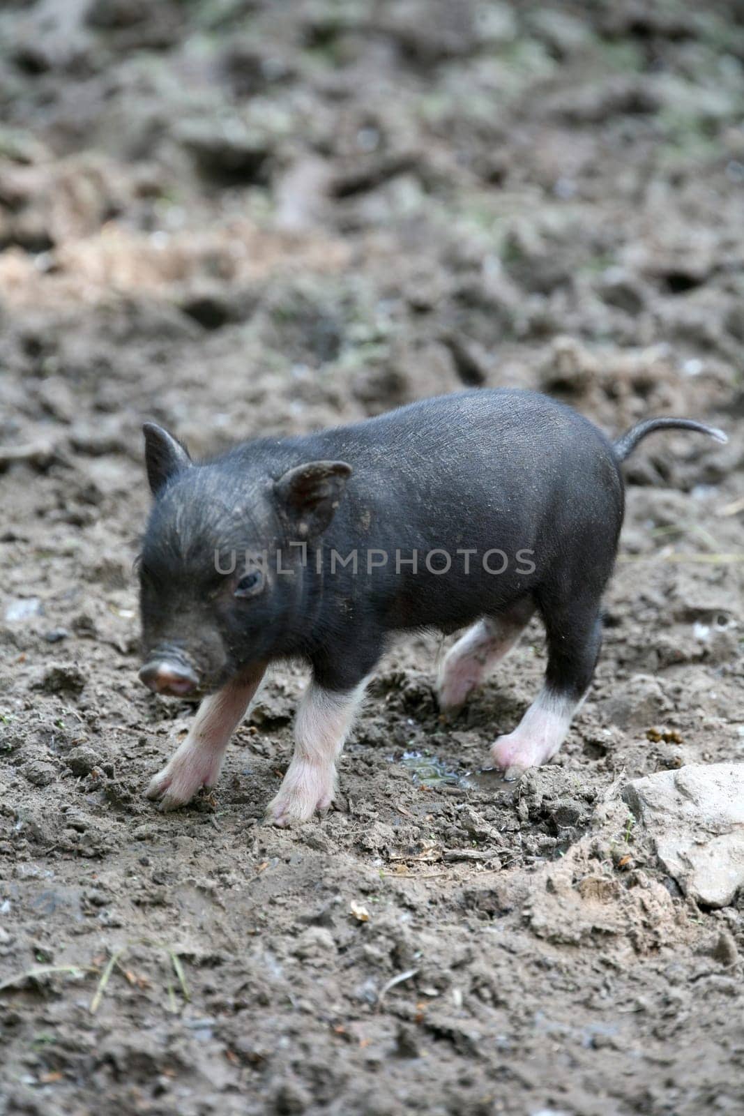 Piglet