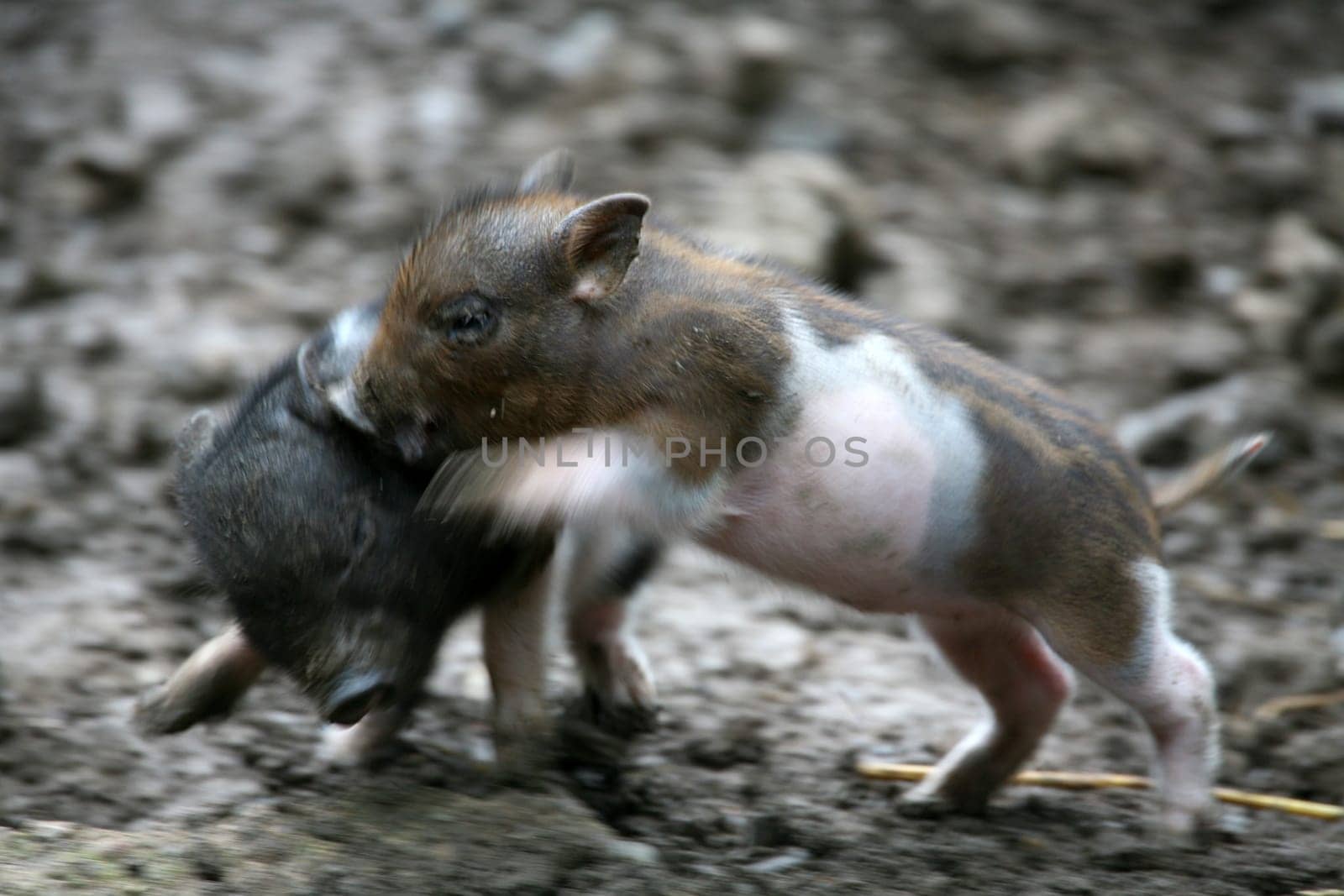 Young hanging book pigs
