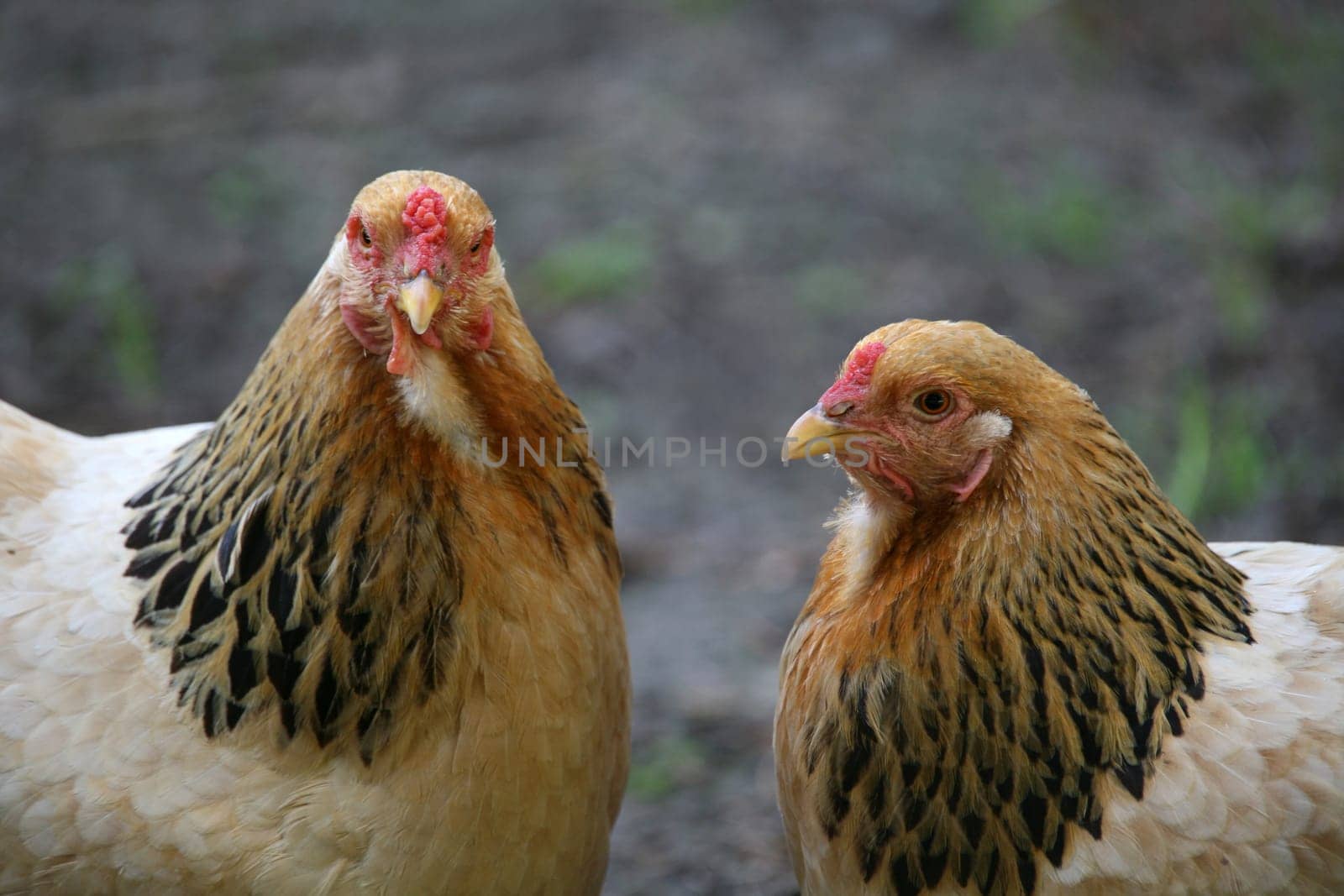 Two hens on a farm