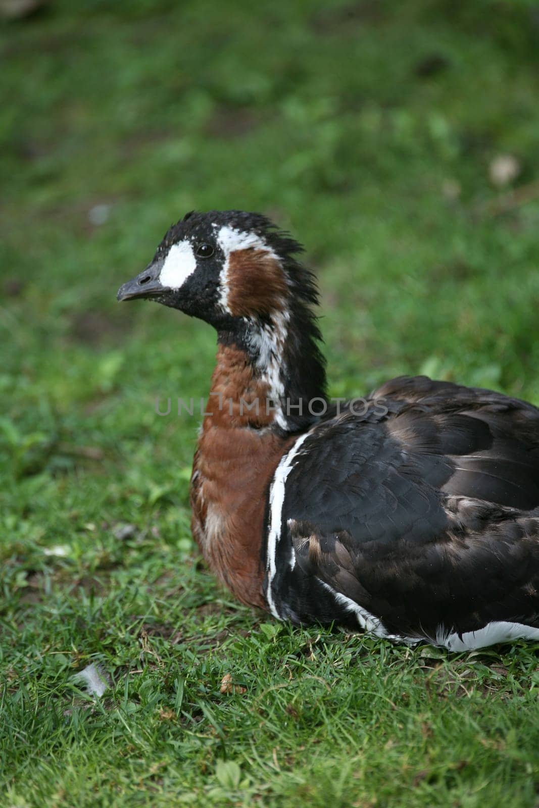 Branta ruficollis