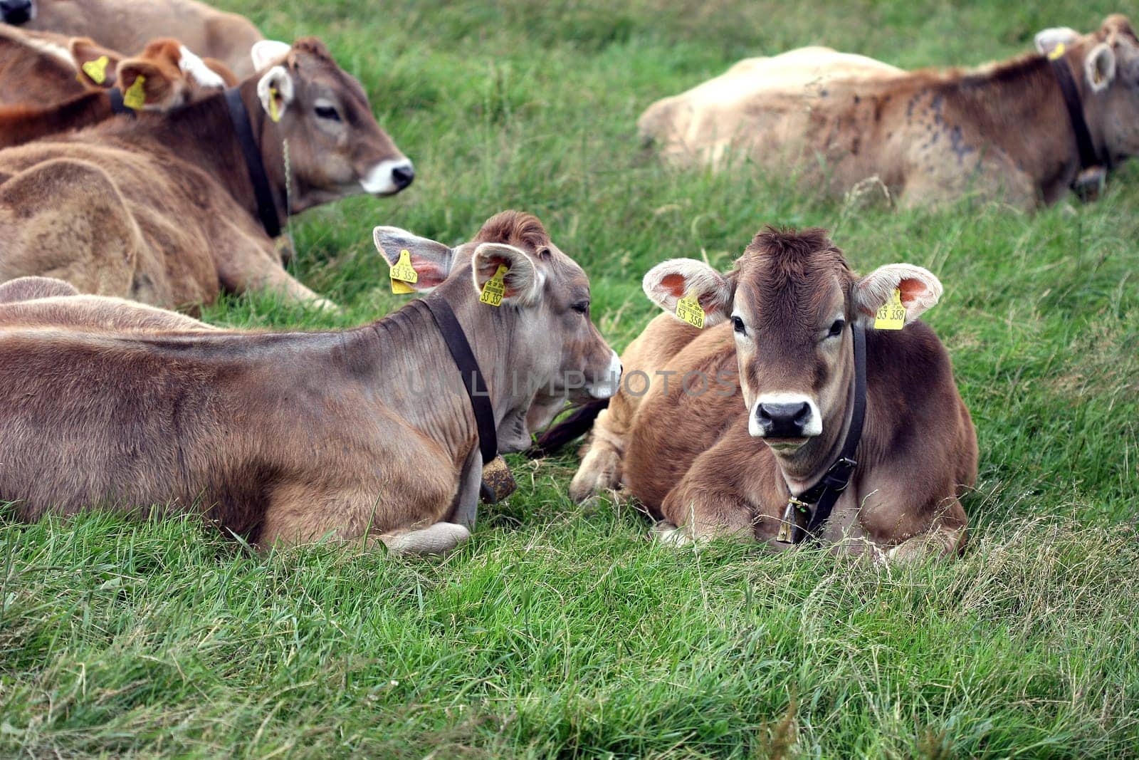 Milkers