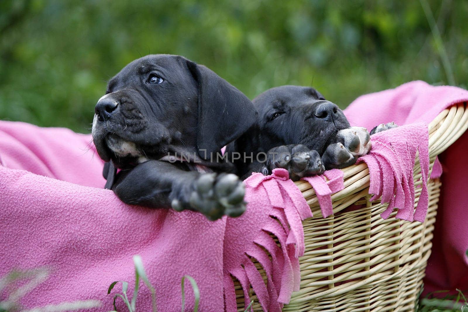 Seven-week-old mastiff babies - just to make out....