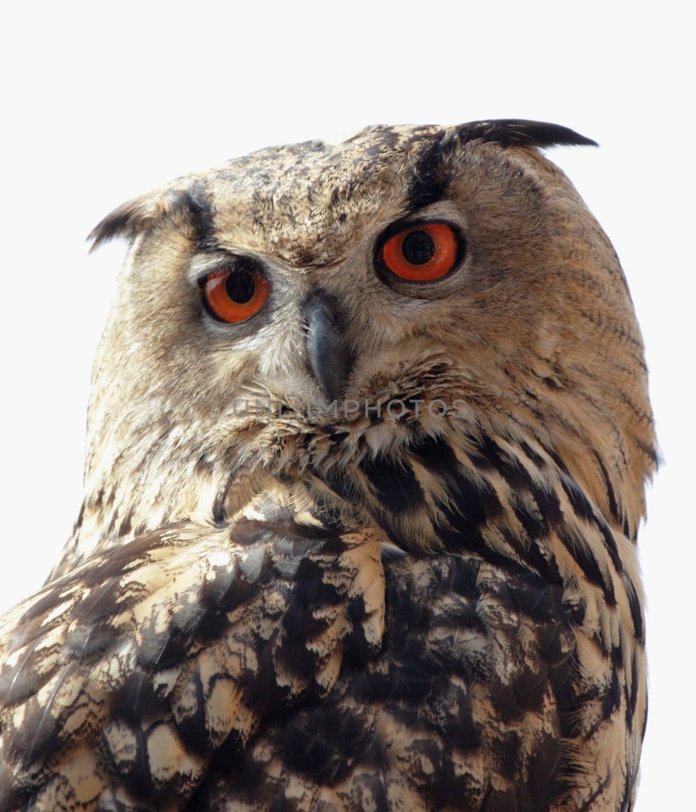 Eagle Owl Portrait