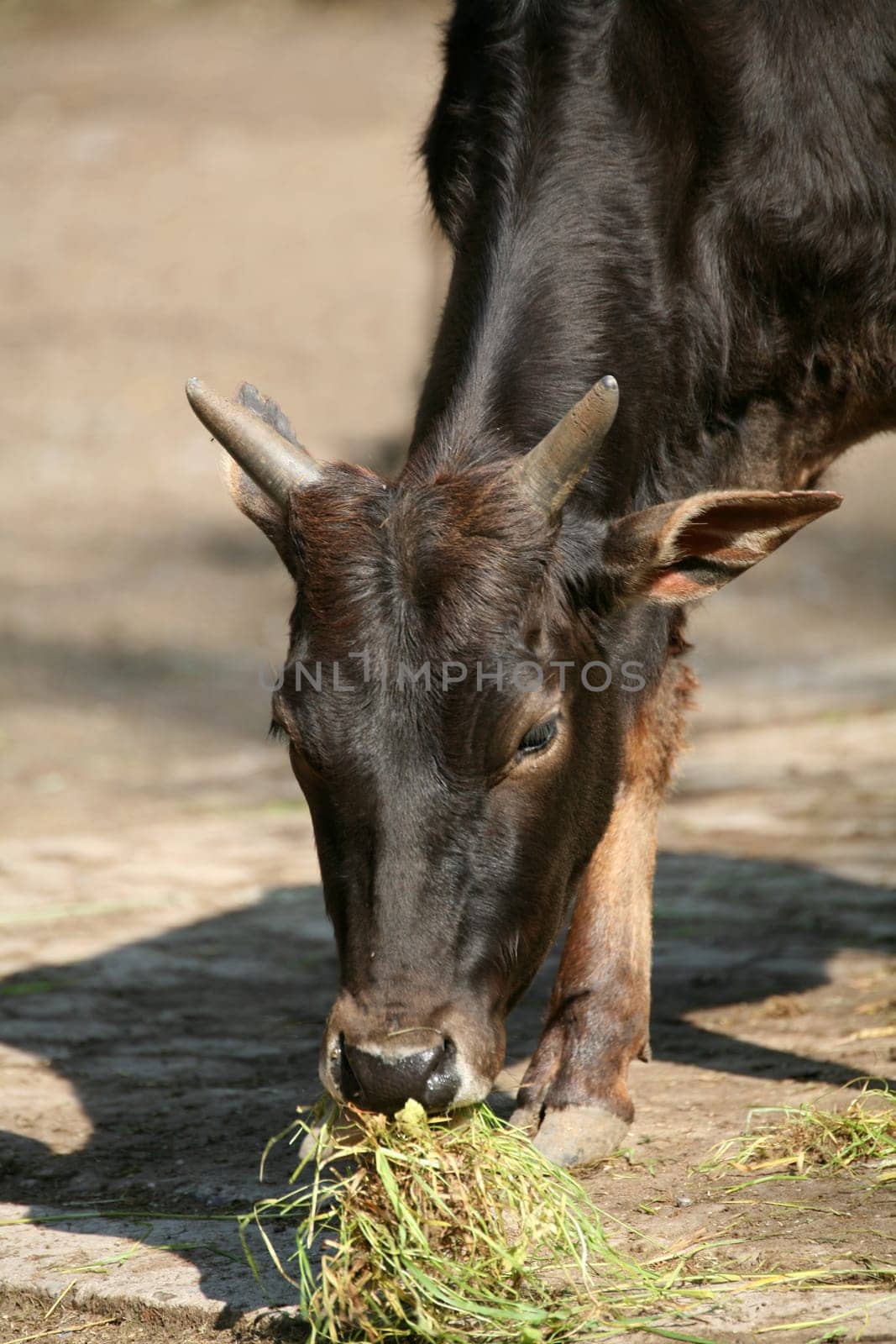 Zebu