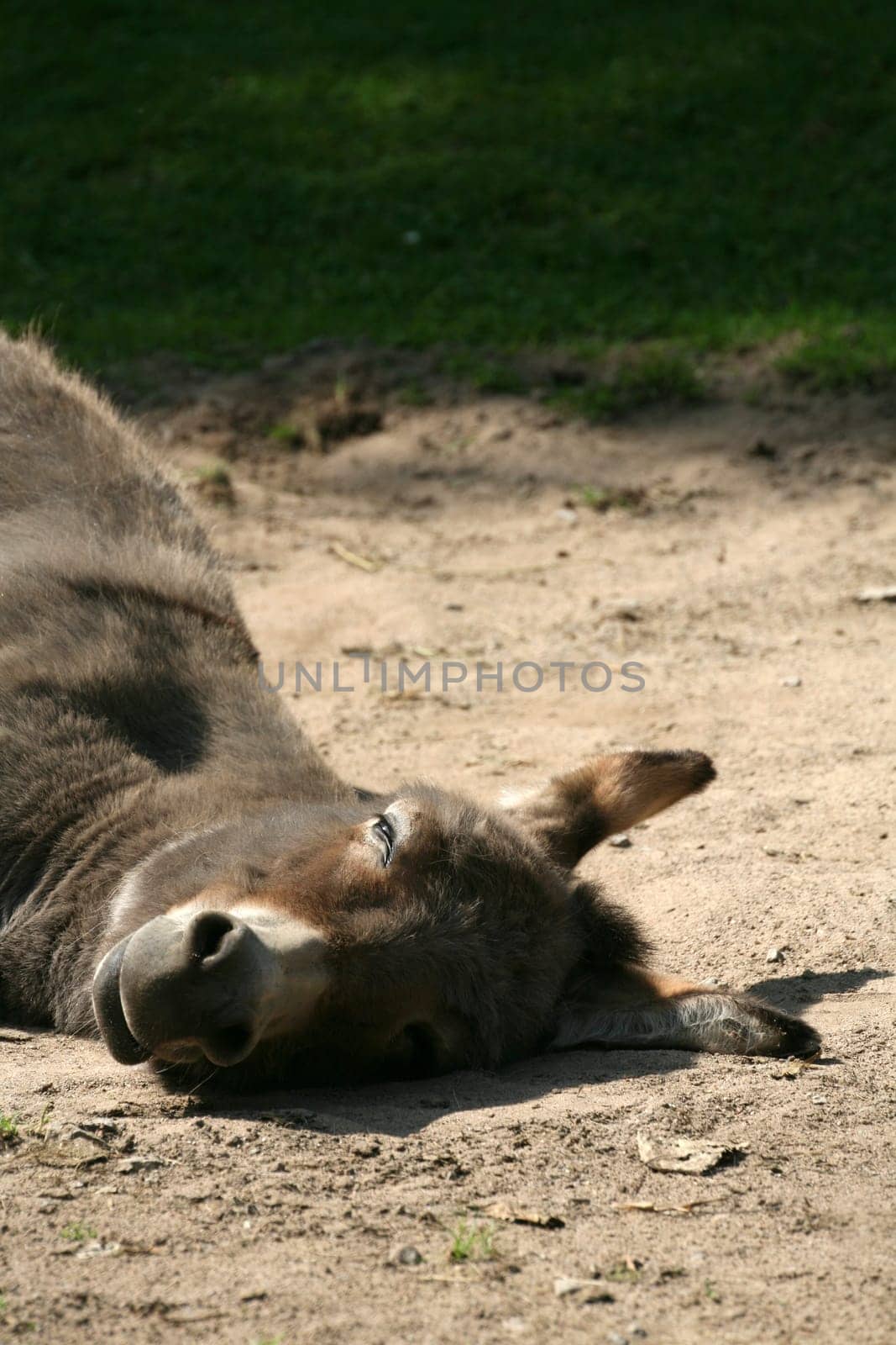 Equus asinus asinus
