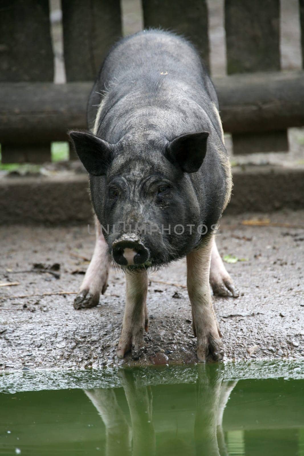 Vietnamese livestock breed