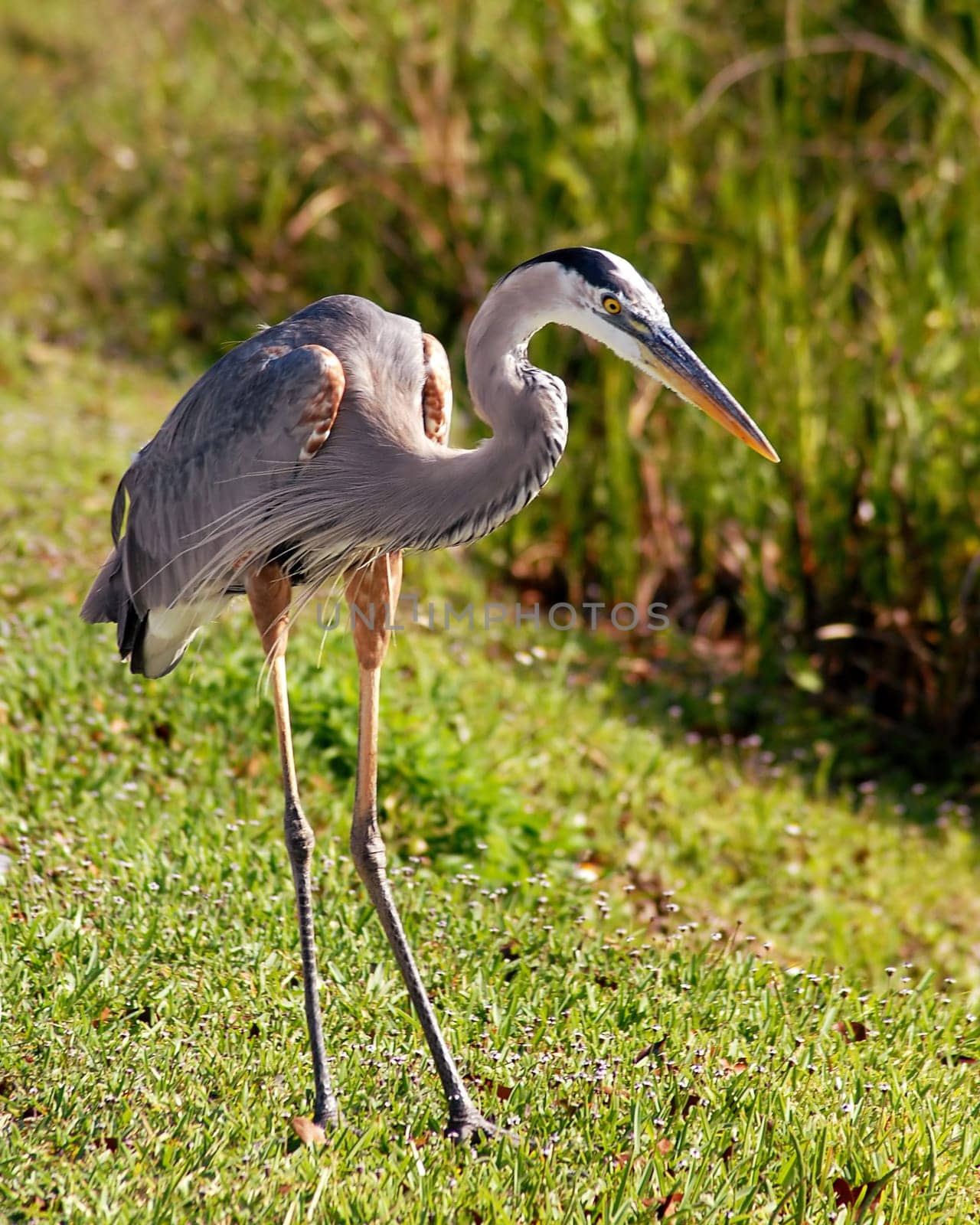 So the bird already has two legs.... you can believe me.... I think it doesn't do quite as well in portrait mode..... despite the stilts...!:-)