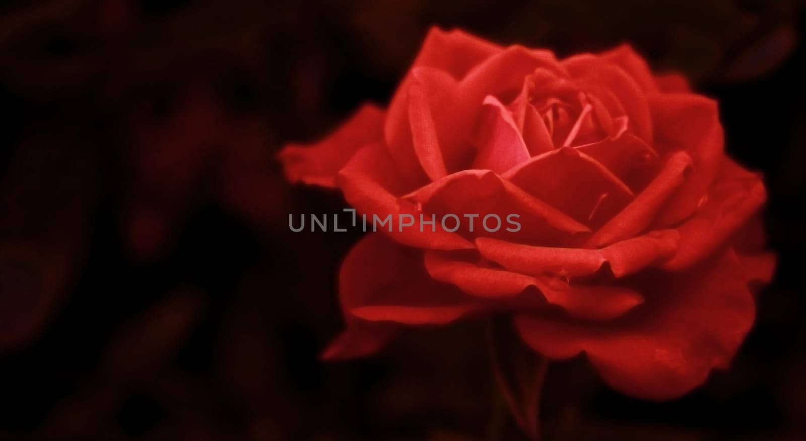 Dreamin in Red