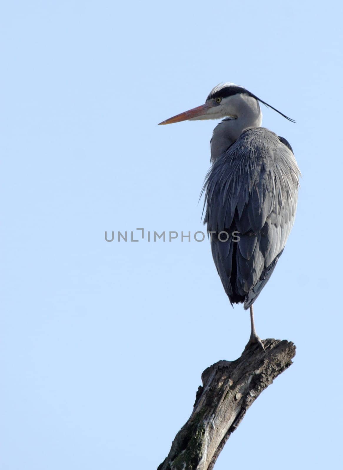 Gray heron on a branch
