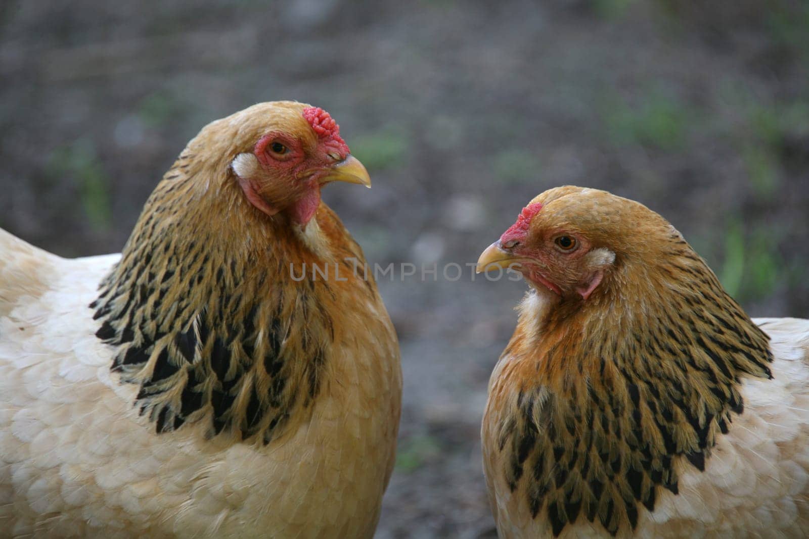 Two hens on a farm