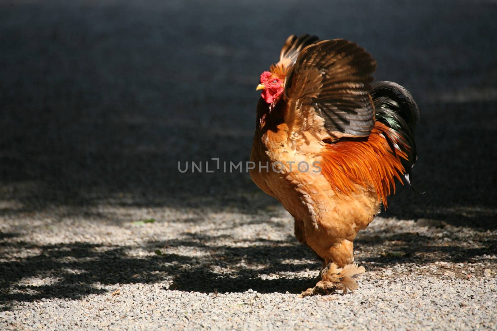 Wing-flapping rooster