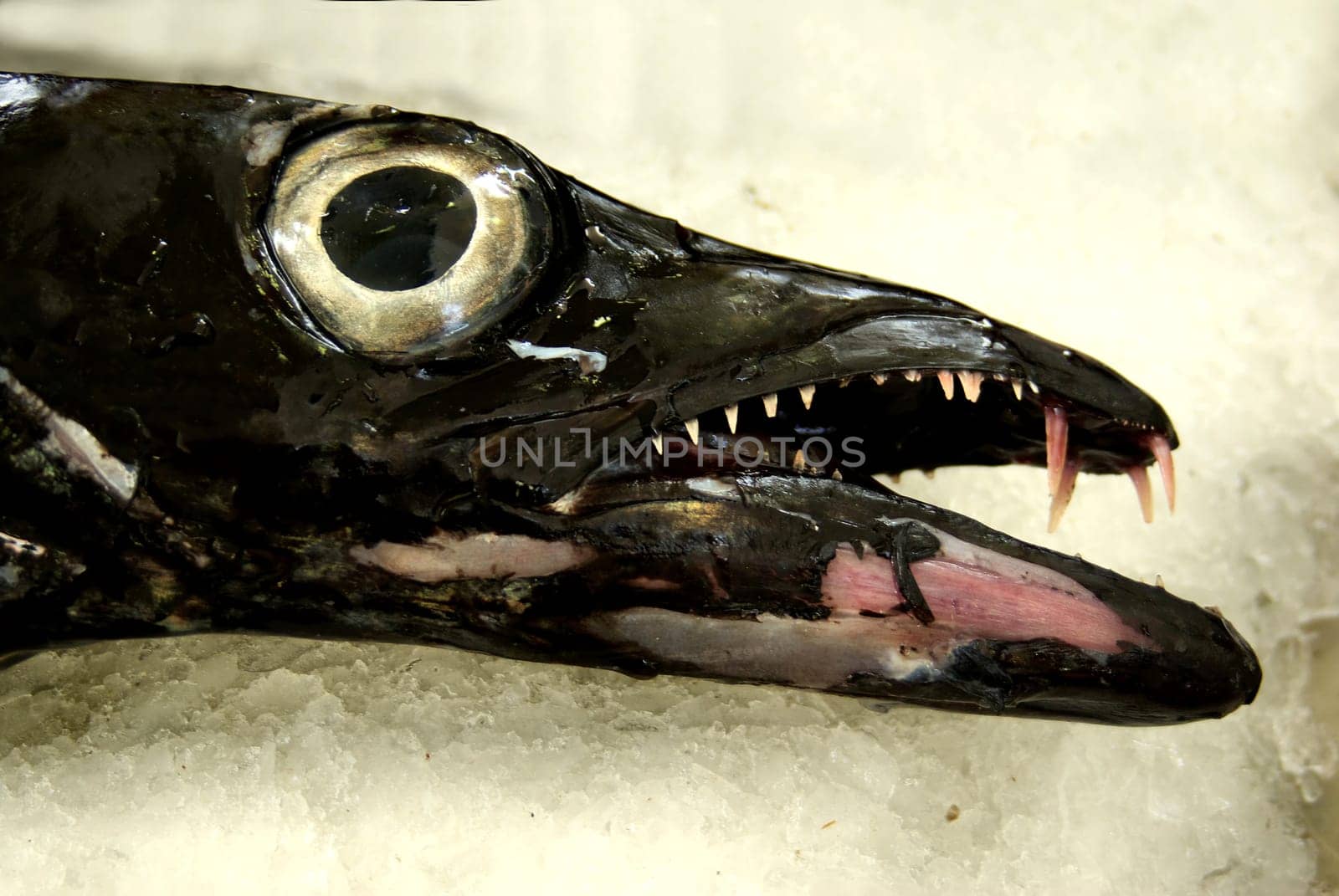 Scabbard fish