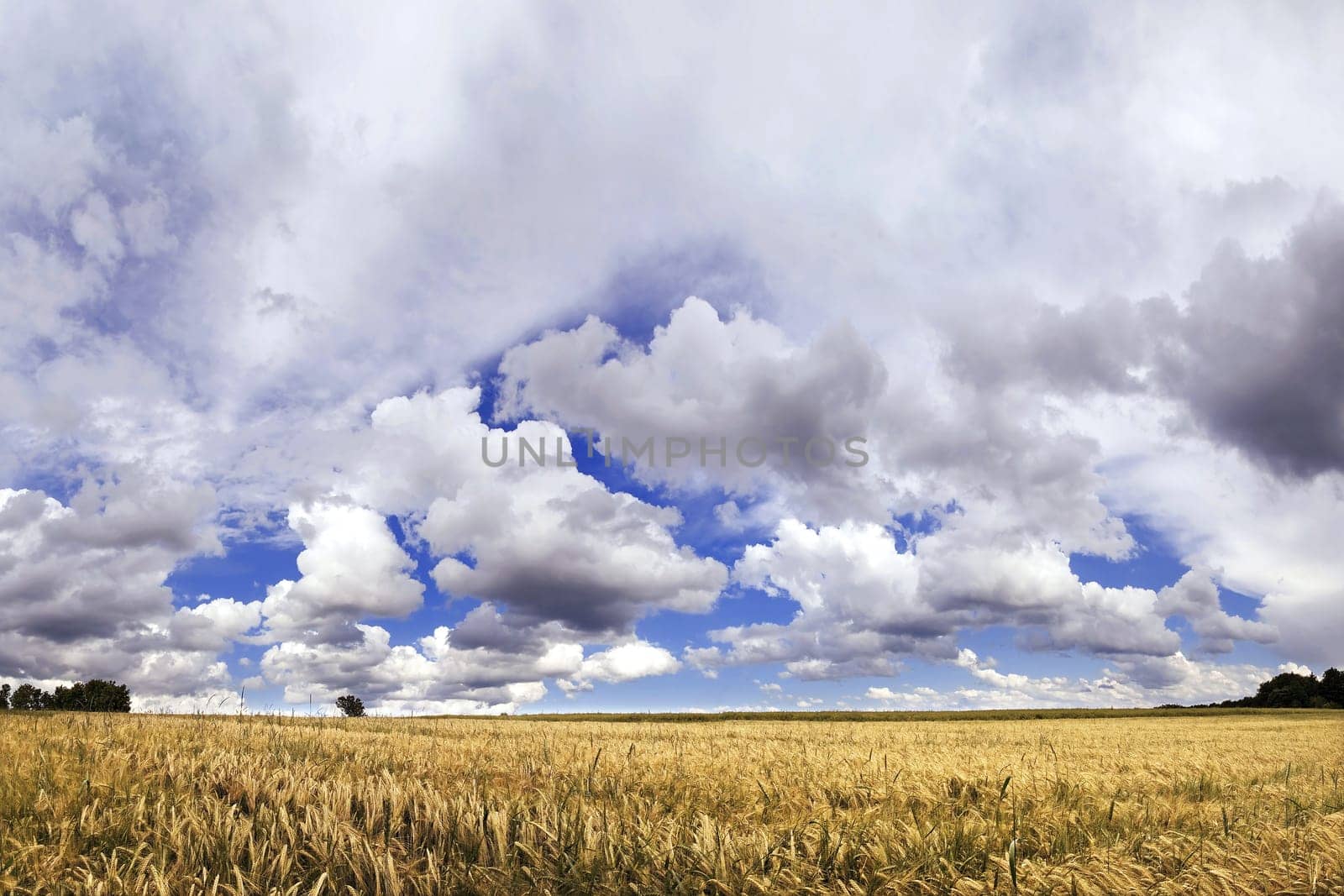 Barley field