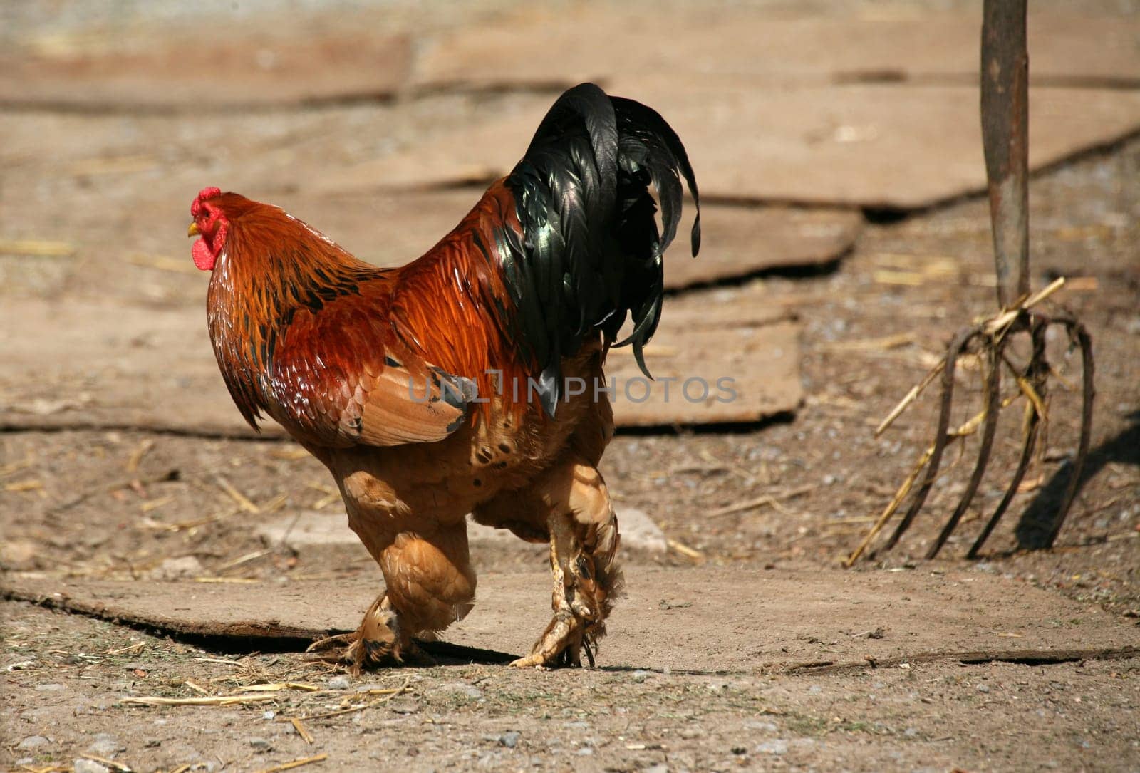 Proud rooster