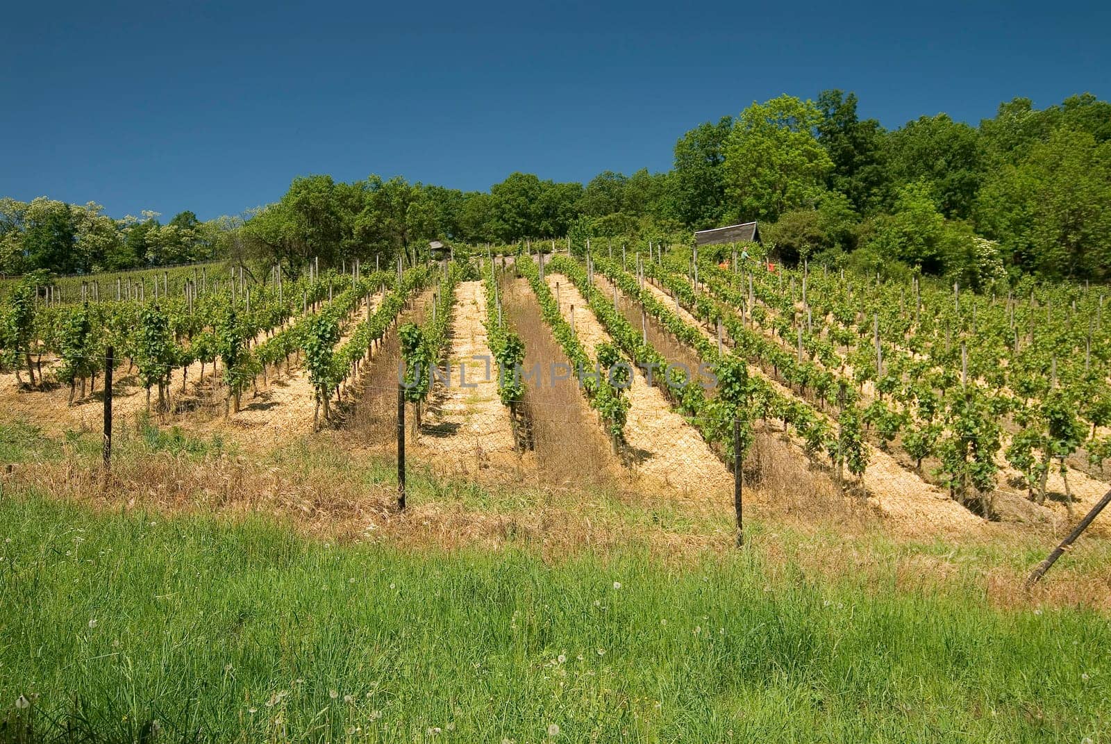 Vines