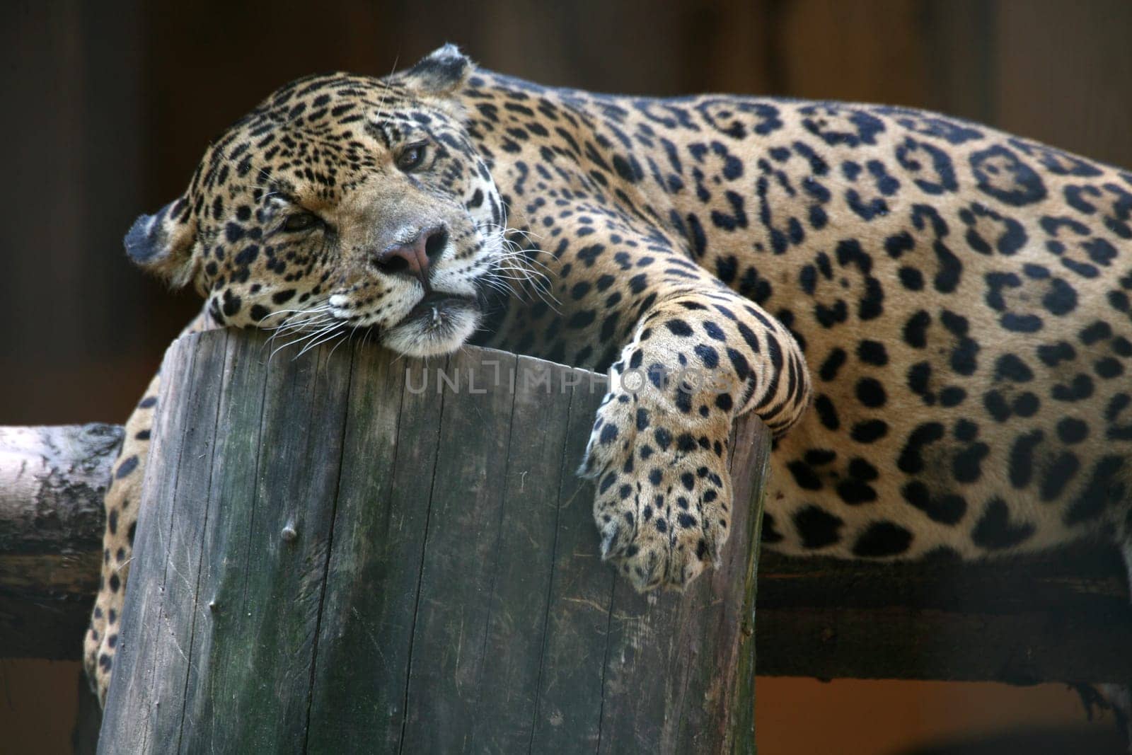 Beautiful big cat