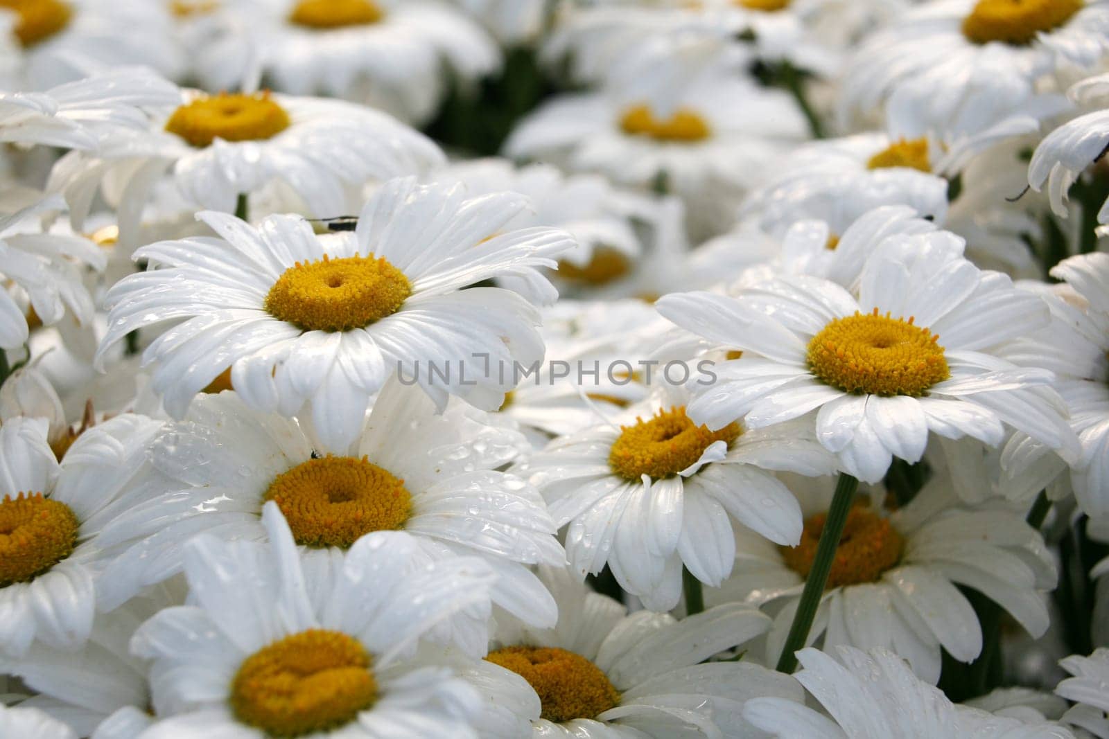 Daisies