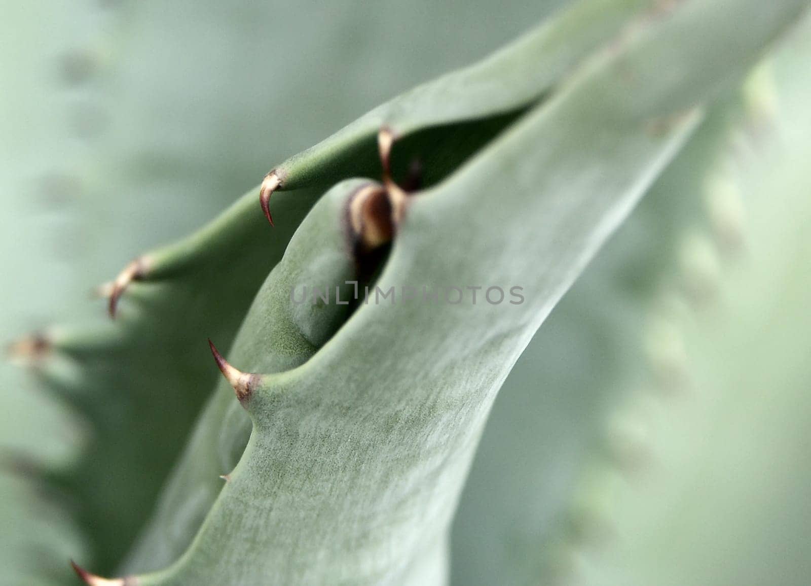 agave macro