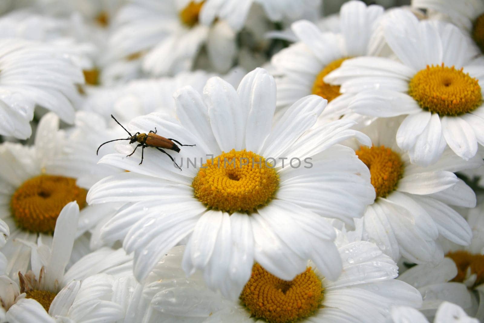 Daisies