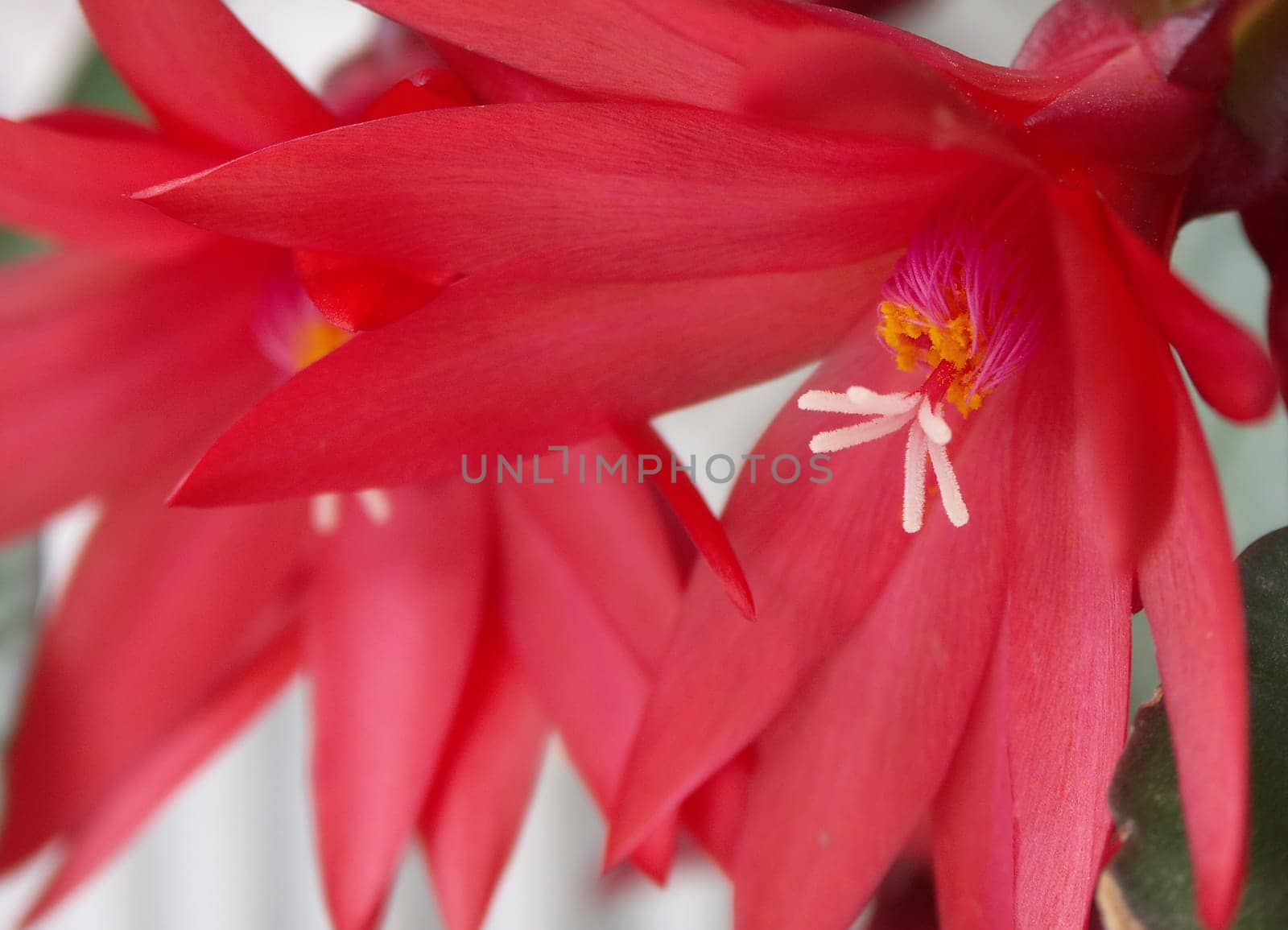 Easter cactus (Rhipsalidopsis)