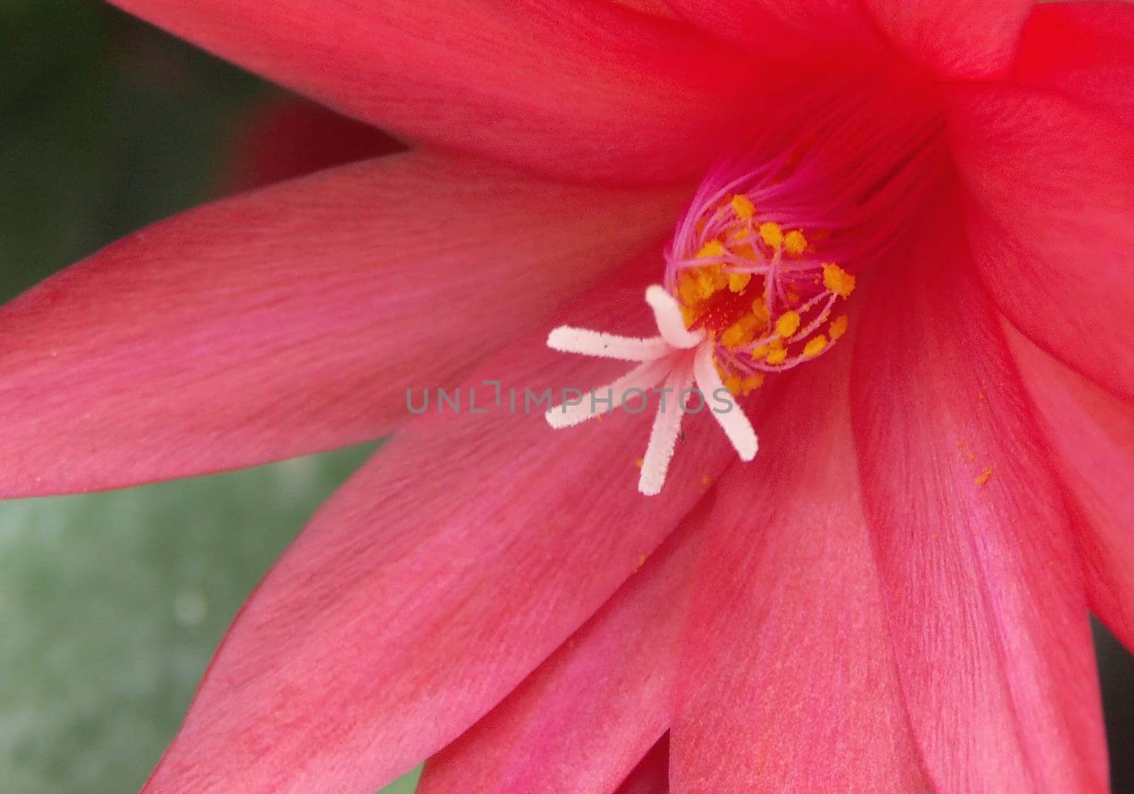 Easter cactus ,Rhipsalidopsis