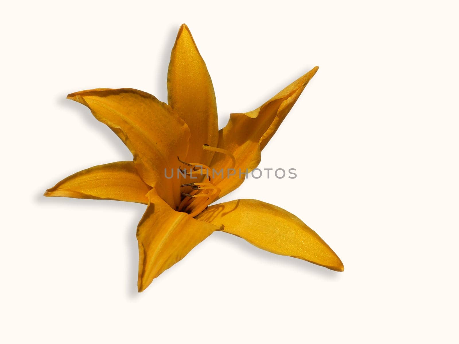 Yellow lily