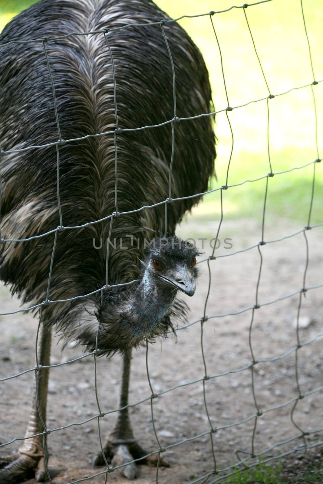 Emu