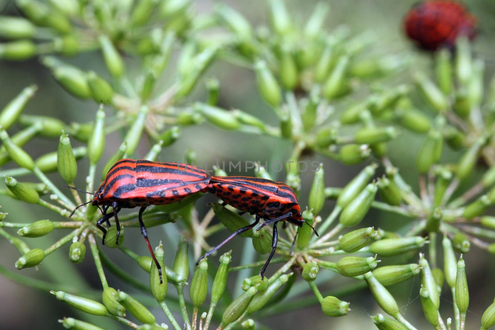 Strip bug in family planning