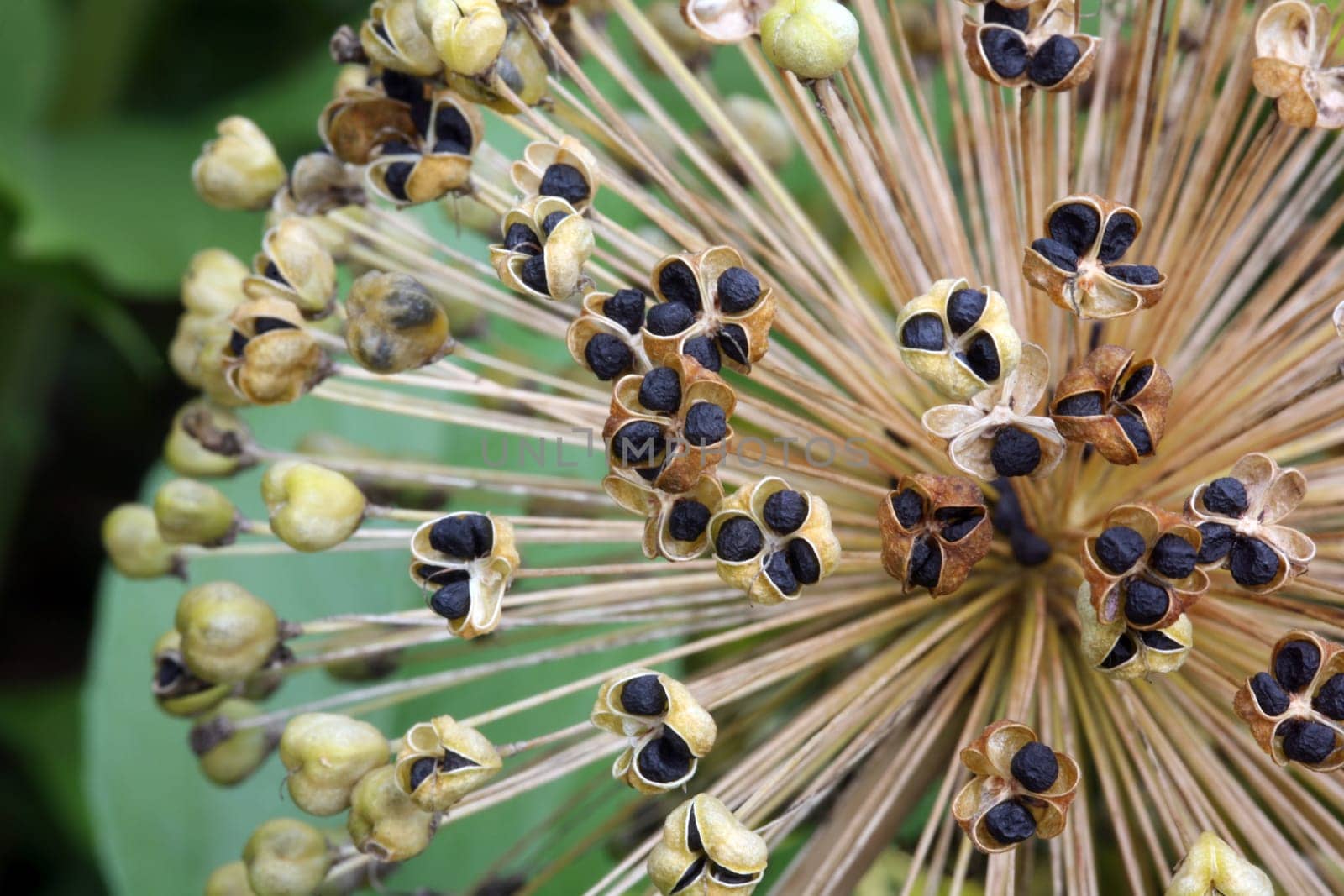 Seed head of the star ball leek