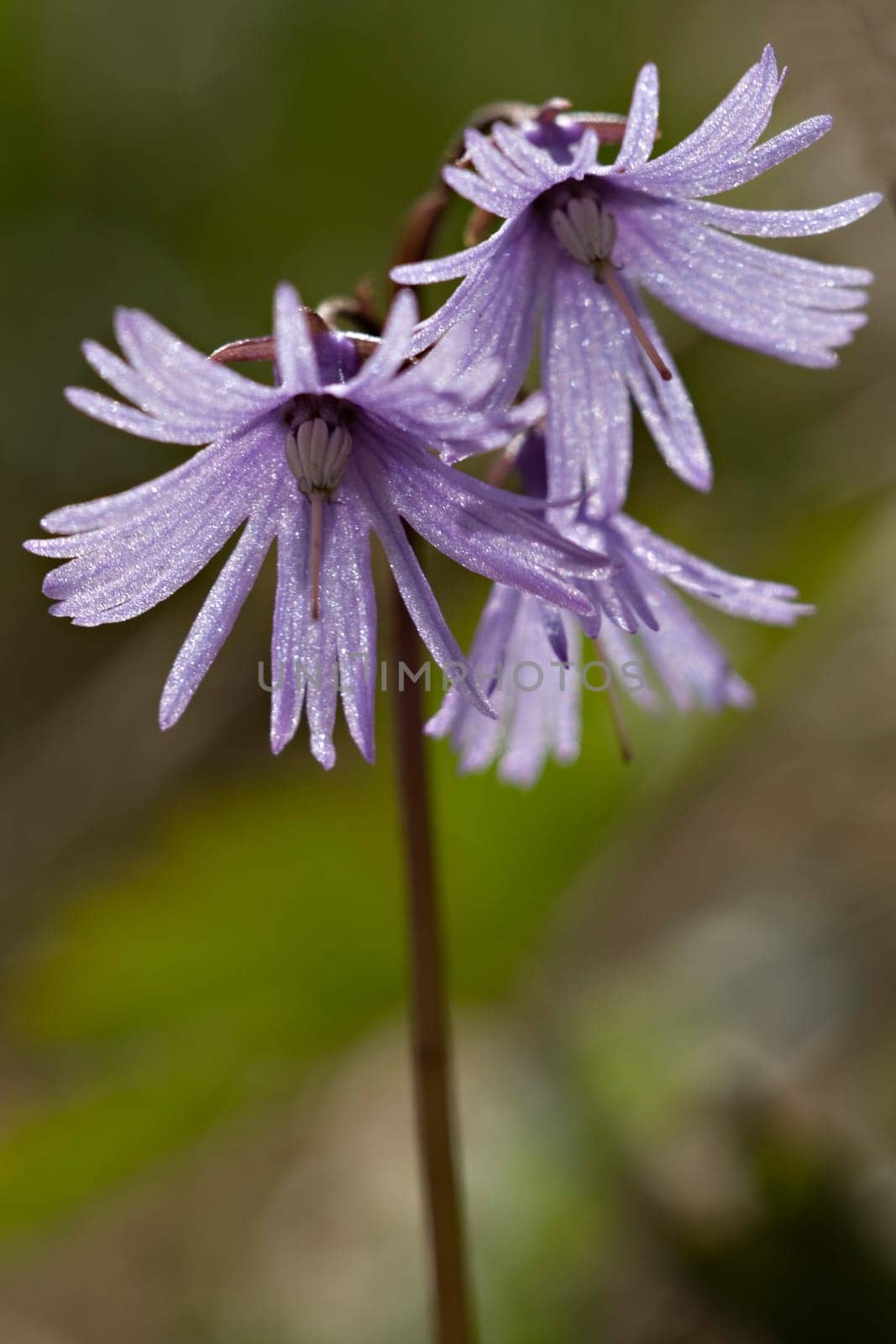 Alpine tassel flower - Soldanella alpina