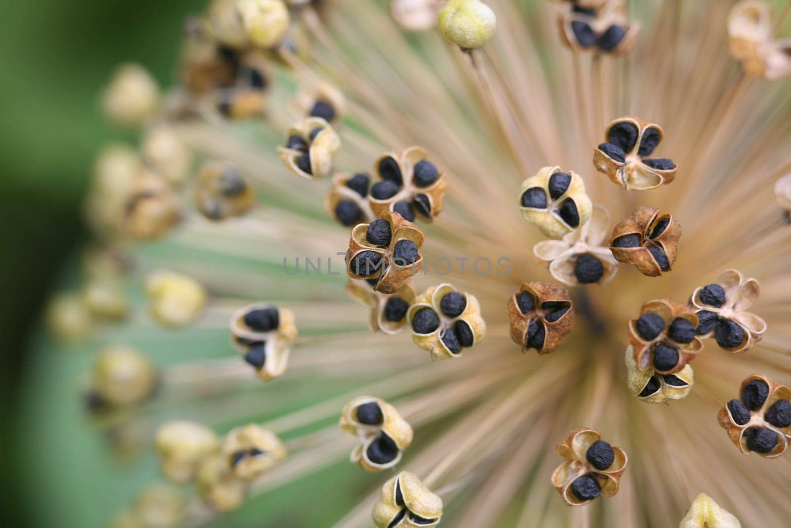 Seed head of the star ball leek