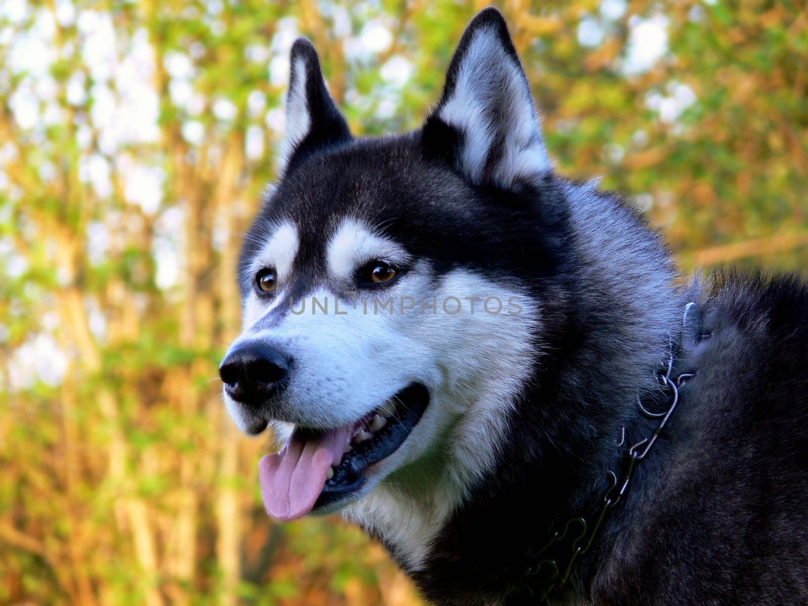 Husky