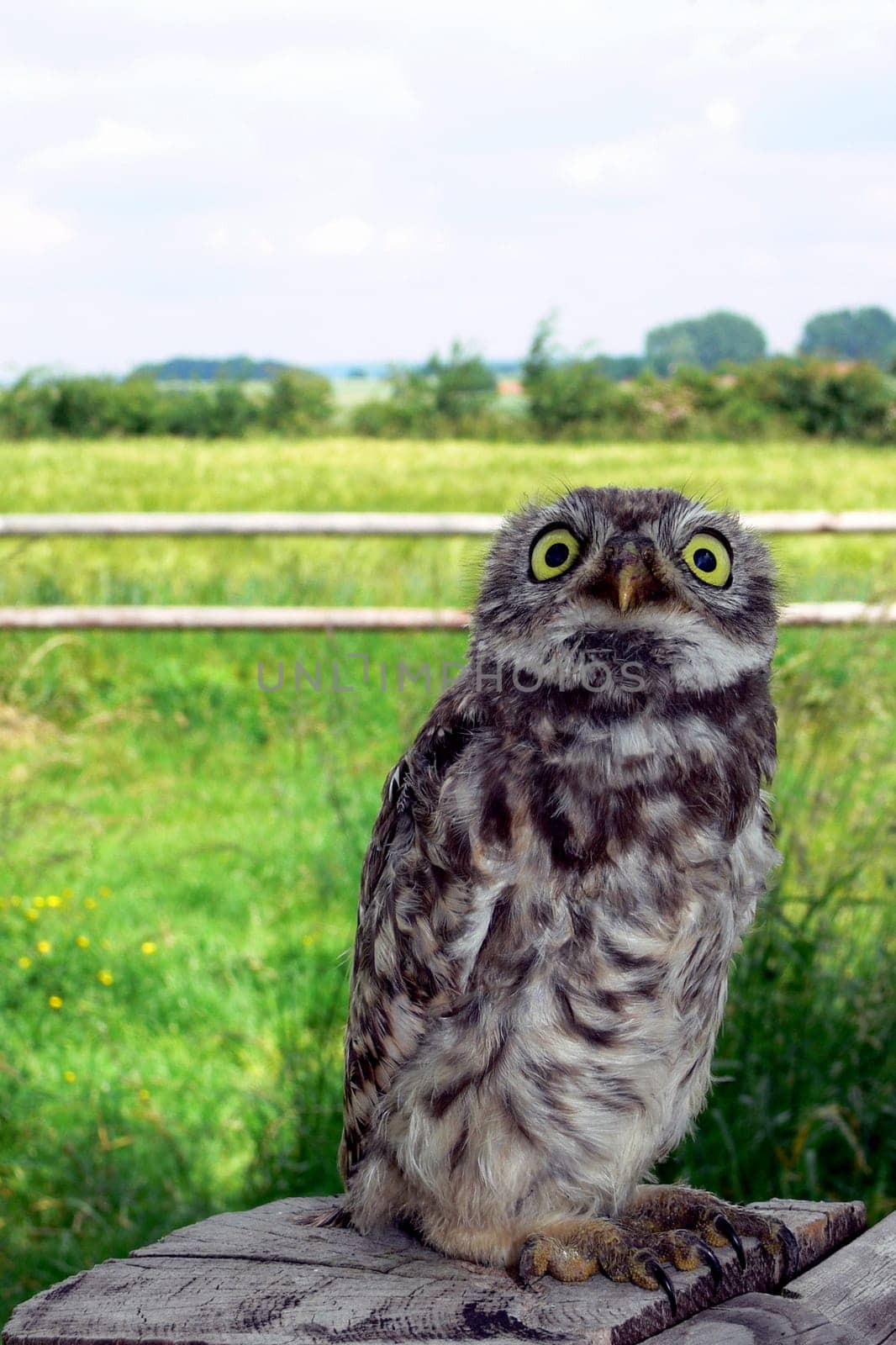 Little owl