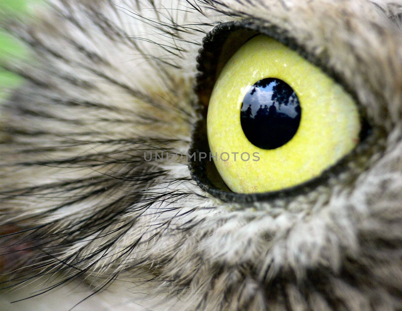 Sharp gaze