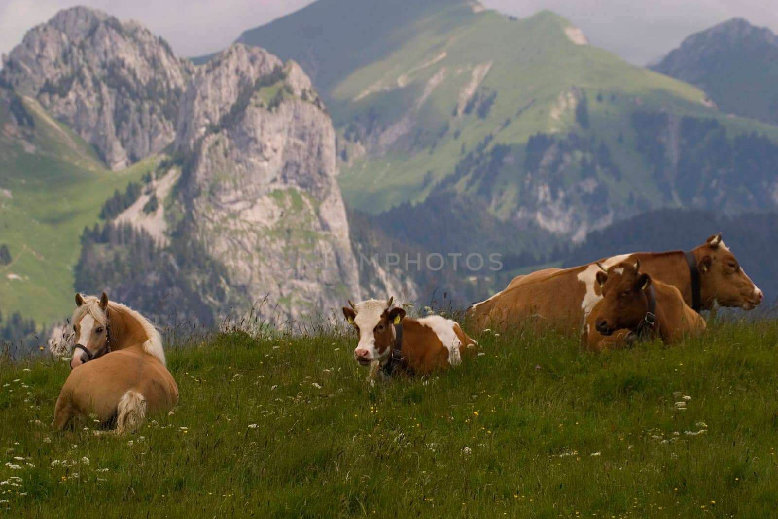 Happy cows (and horses)