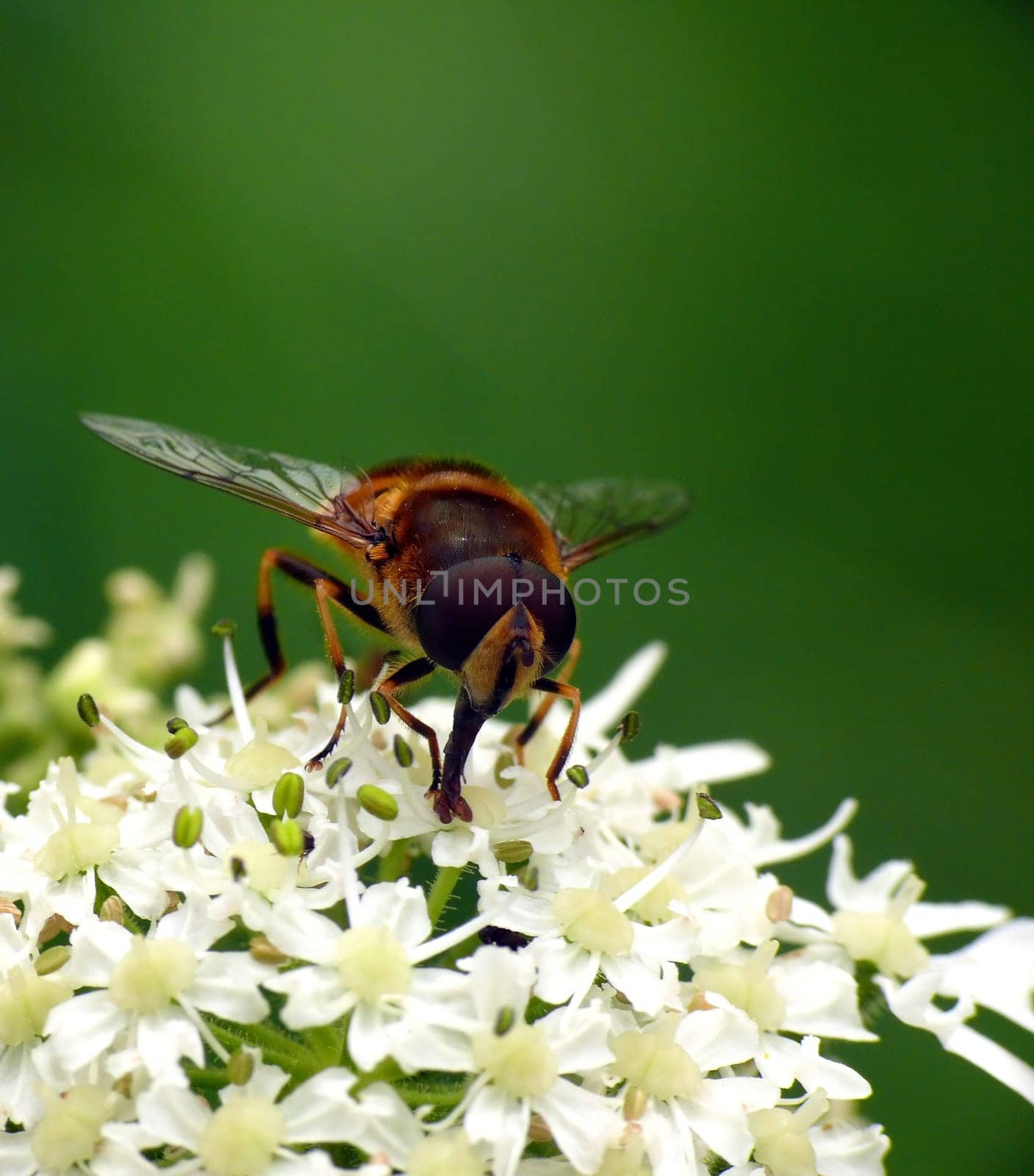 Flies have a pistil-shaped swab proboscis as mouthparts,with which they can ingest liquid and liquefied food. Thus,hoverflies feed on easily accessible nectar,which they can reach with their licking tool. The eyes d