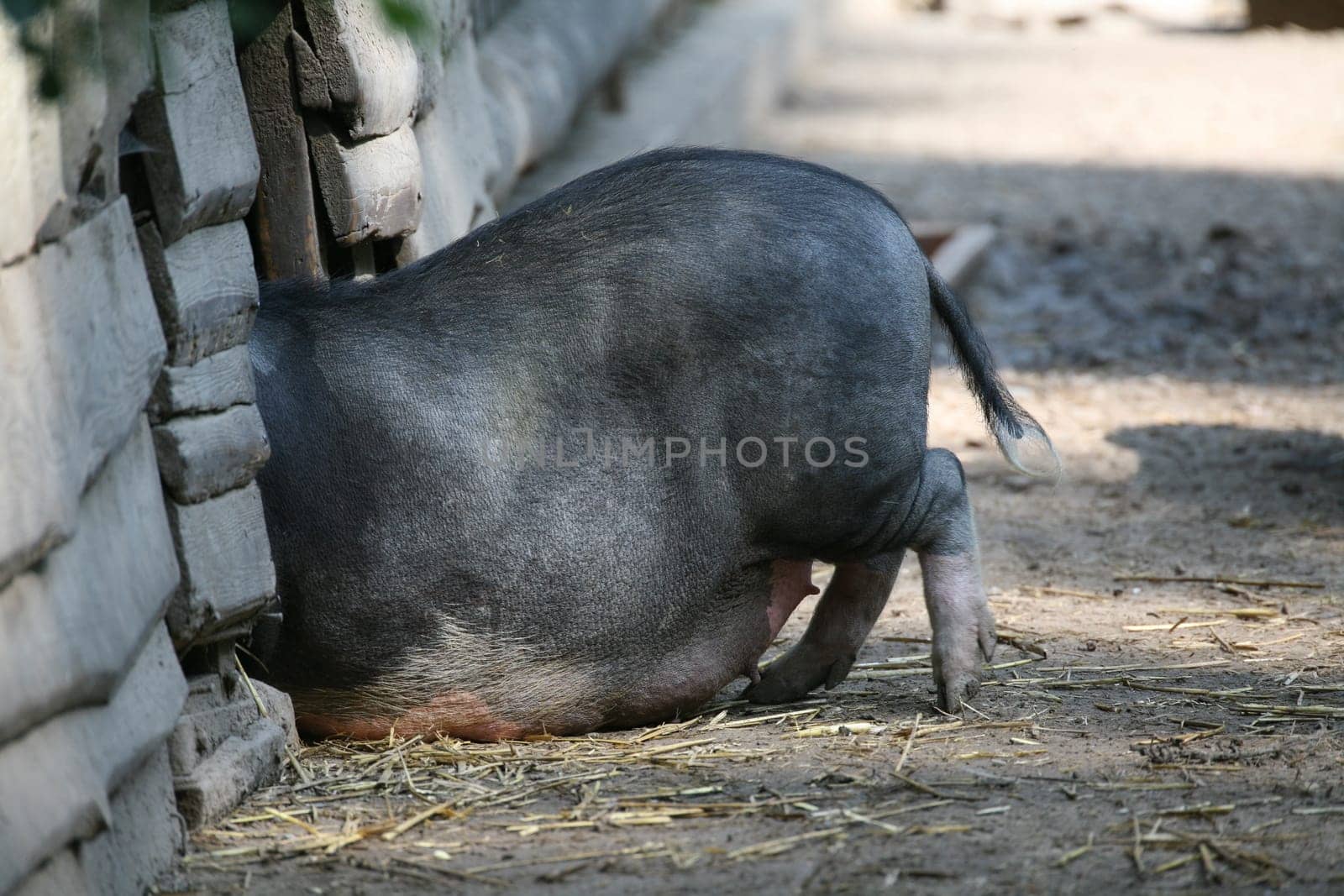 A pot-bellied pig trying to get into the barn.