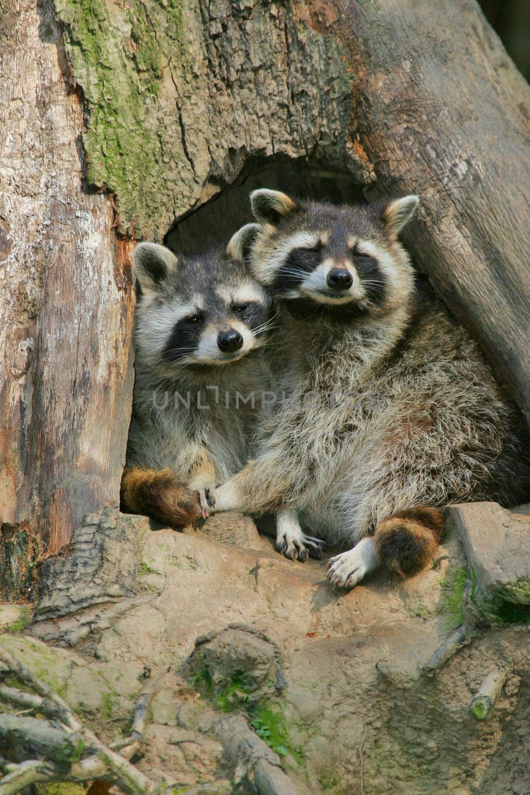 Typical of the raccoon is its mask-like facial markings and its distinctive haptic perception. Raccoons,which often live together with other conspecifics in loose small groups,are also characterized by their good memory.