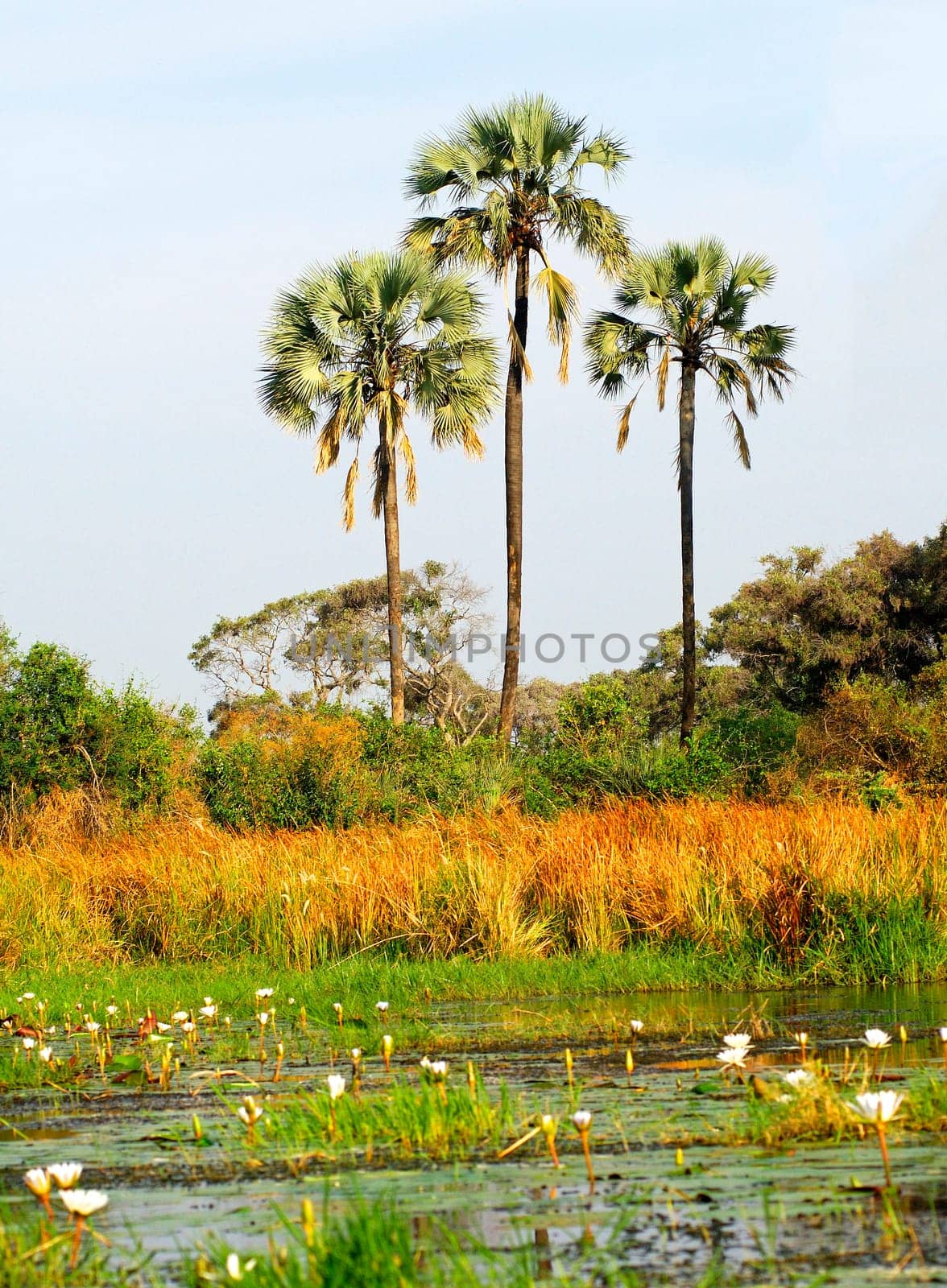 Wetland ,Okavango Delta,Botswana