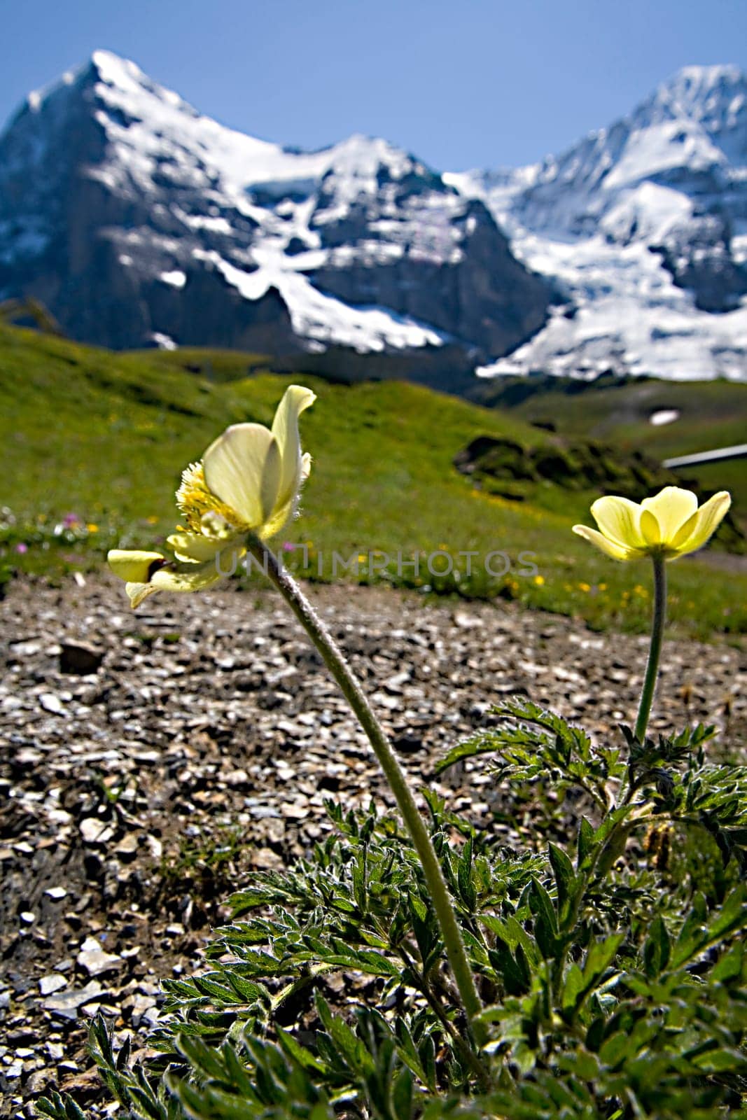 Virgin with alpine poppy