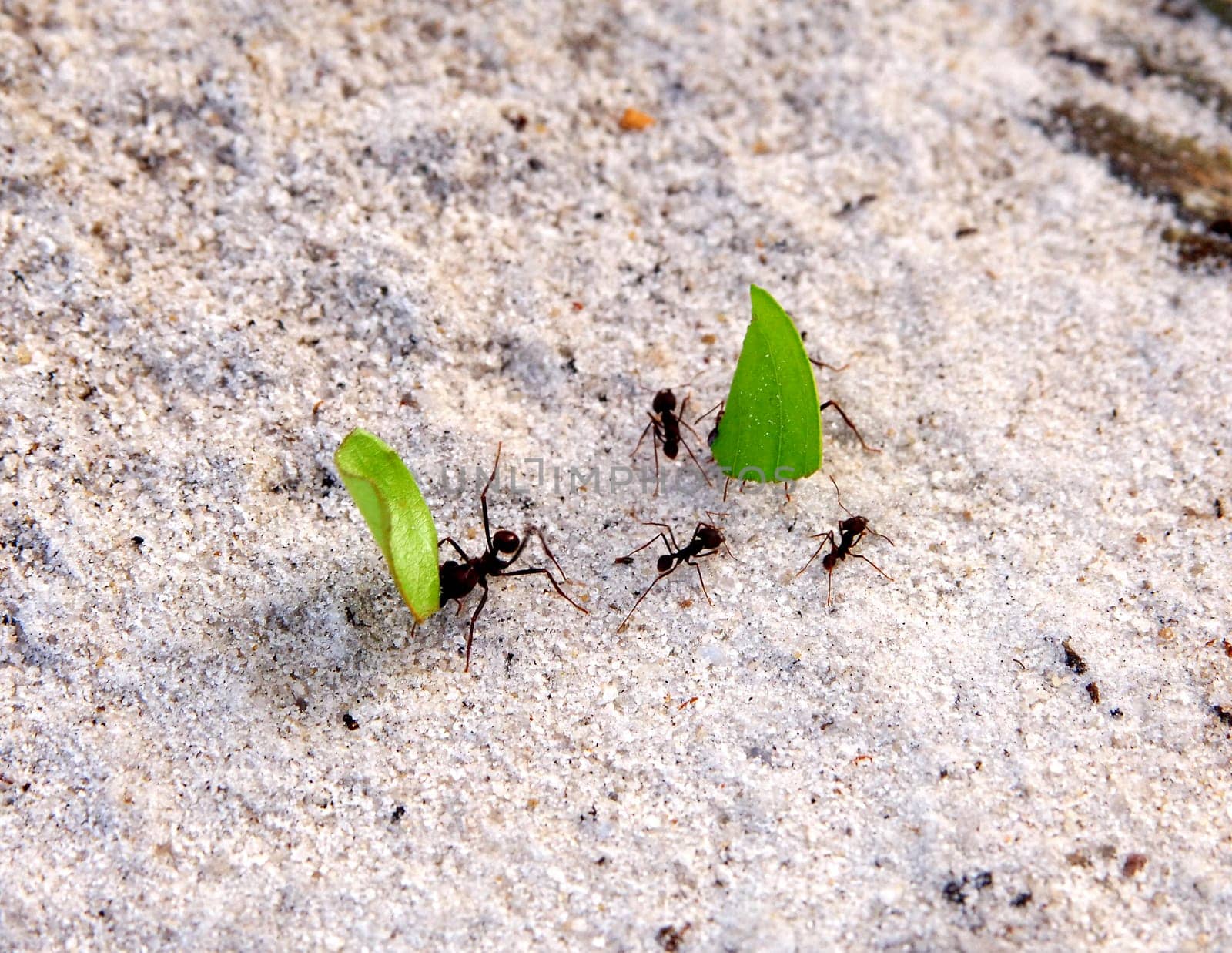 Leaf-cutting ants