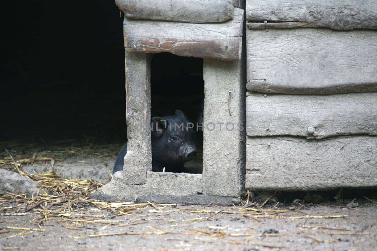 Pot-bellied pigs